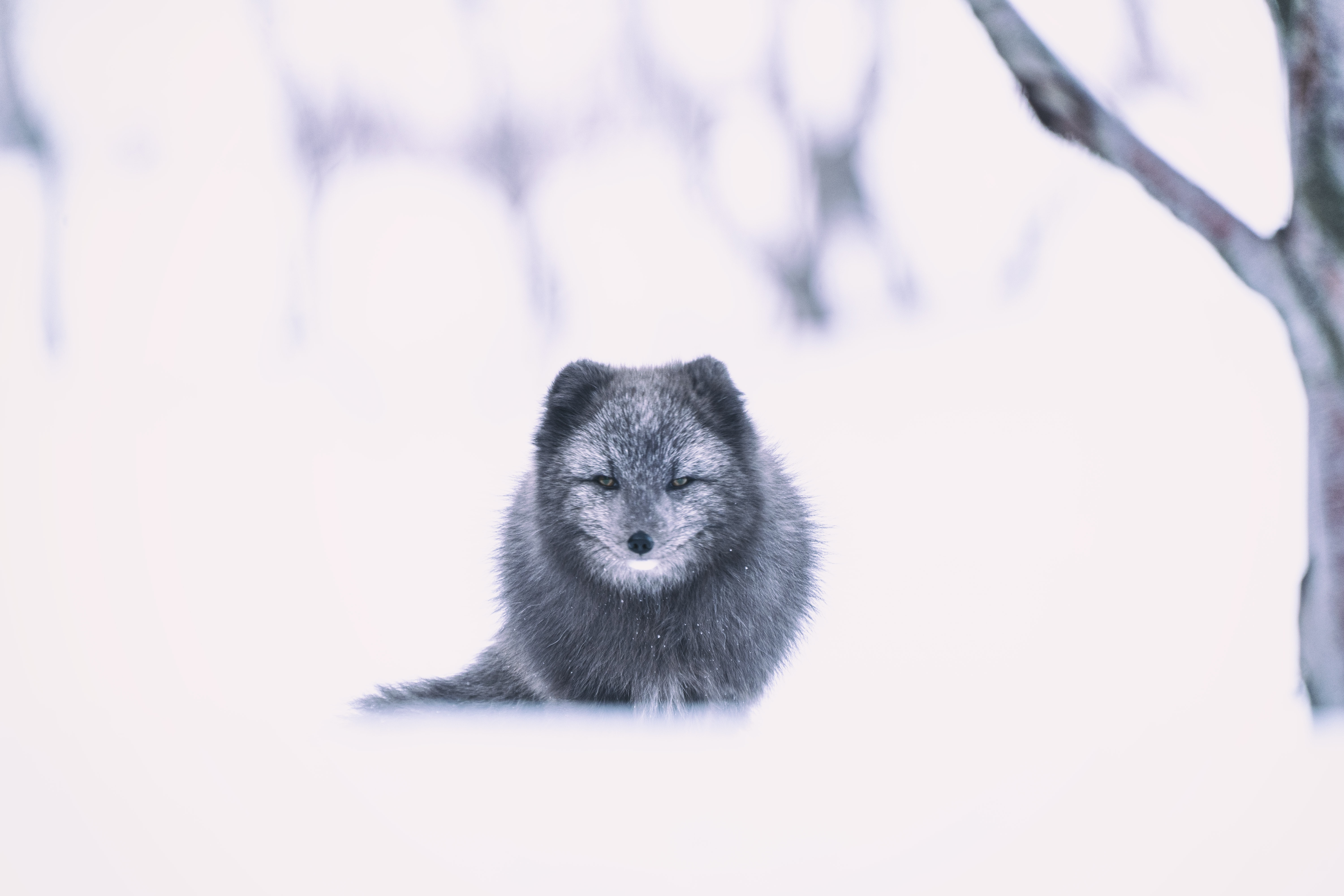Handy-Wallpaper Schnee, Tiere, Polarfuchs, Ein Fuchs, Fuchs, Tier kostenlos herunterladen.
