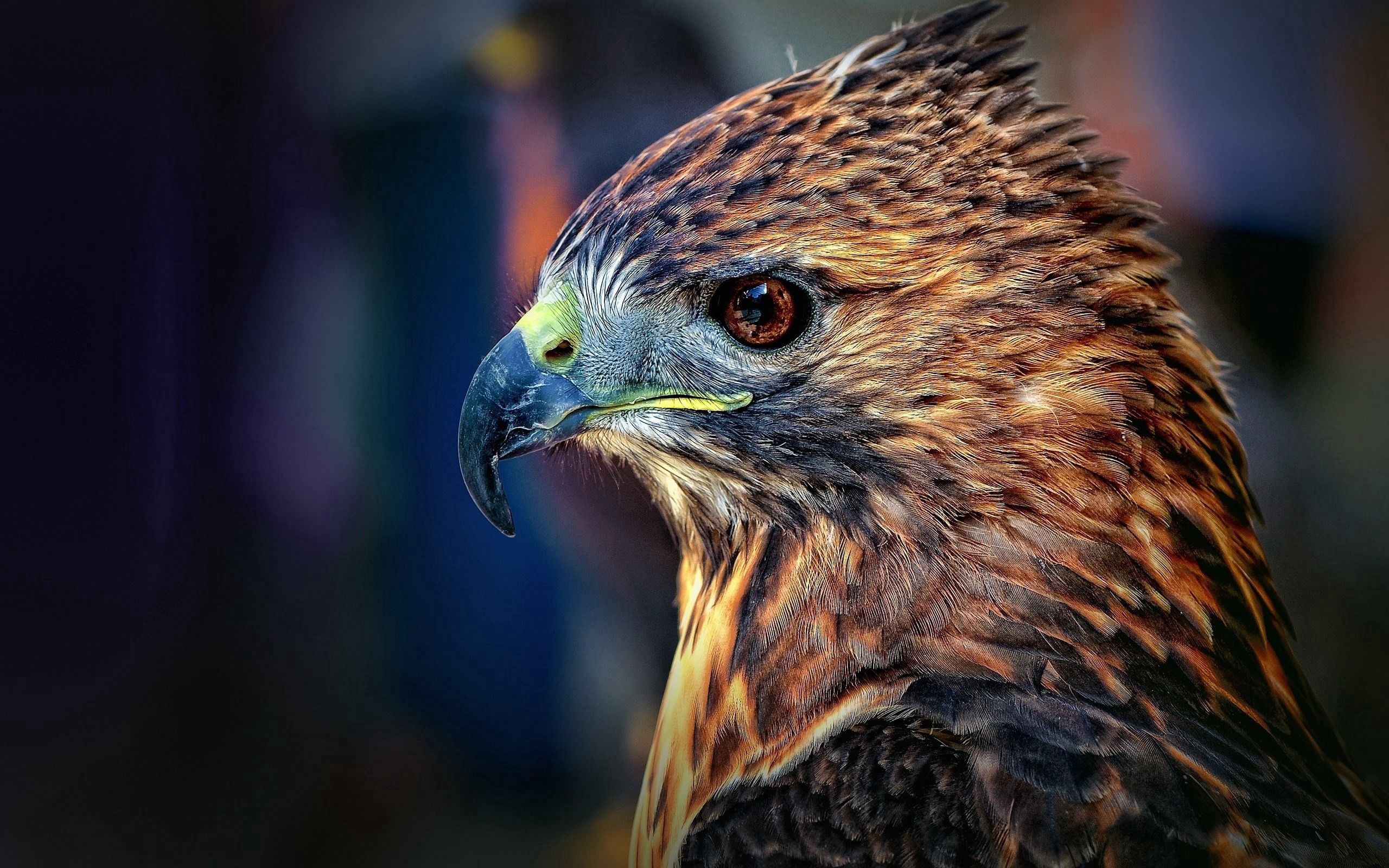 falcon, bird, animals, beak, predator 32K
