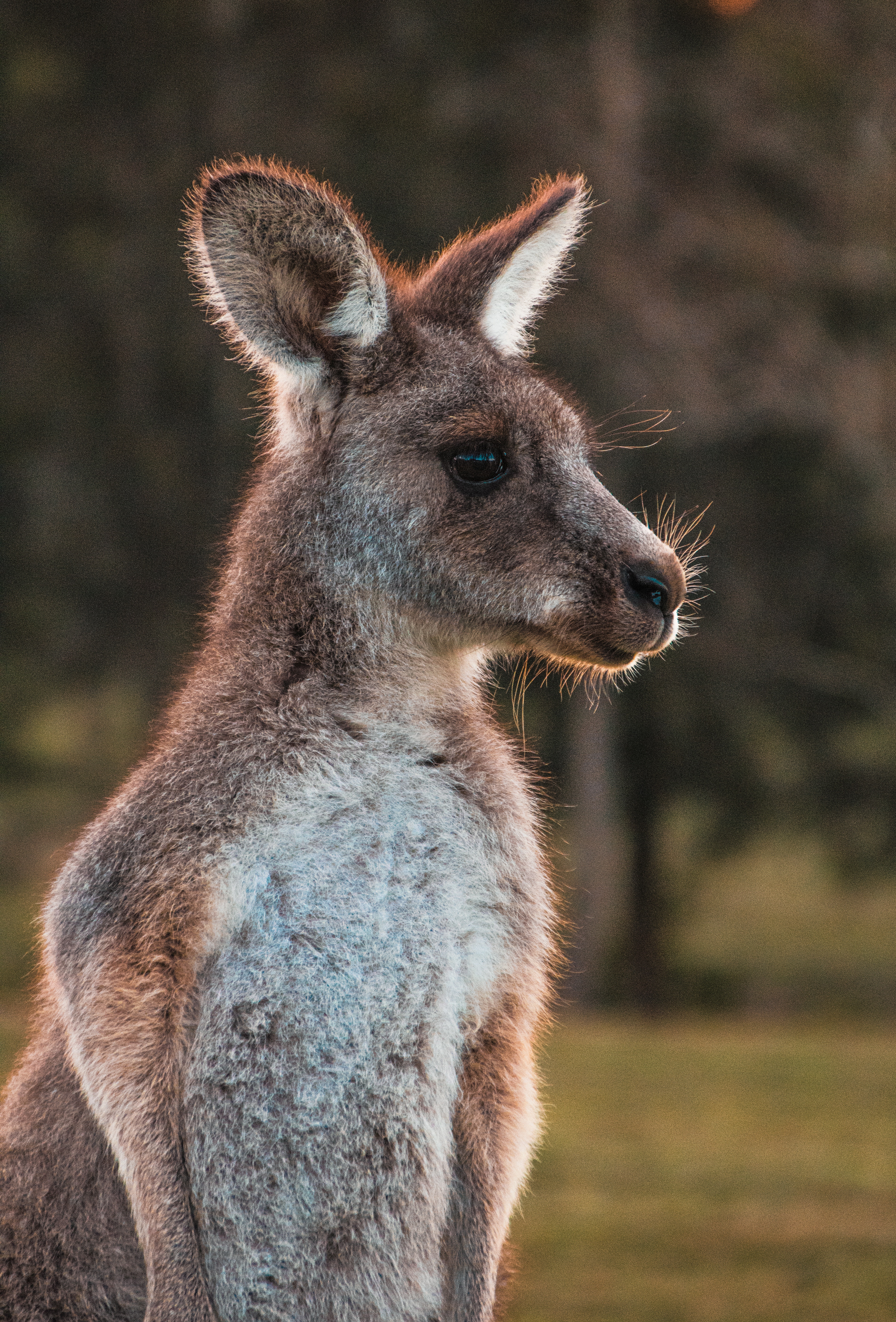 Download mobile wallpaper Kangaroo, Wool, Nice, Sweetheart, Animals, Animal for free.