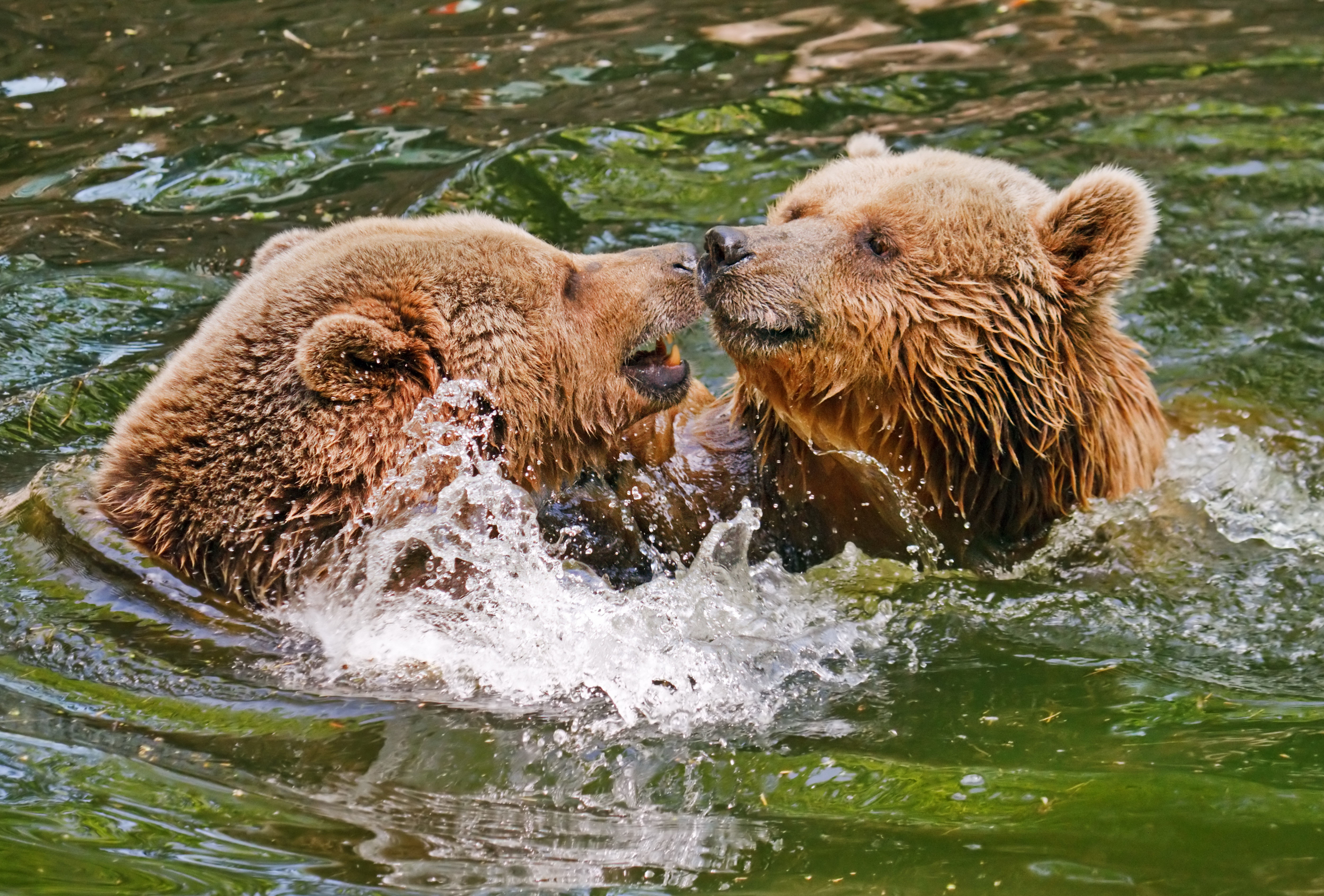 483104 descargar fondo de pantalla animales, oso, jugando, osos: protectores de pantalla e imágenes gratis