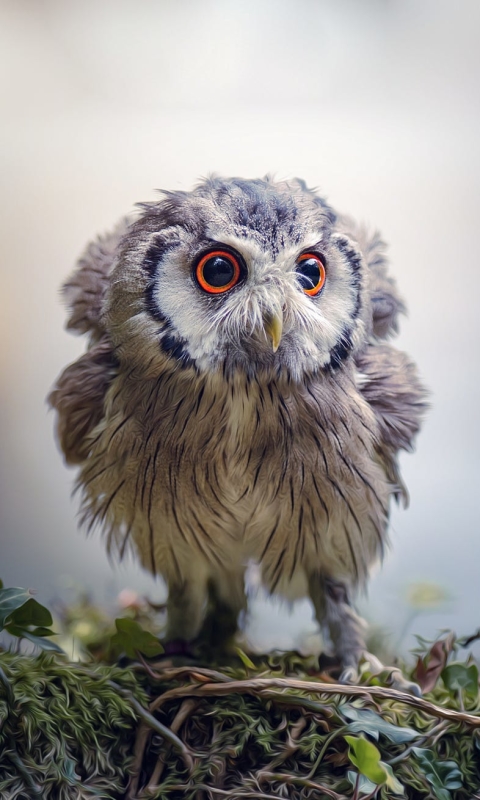 animal, owl, baby animal, cute, oil painting, owlet, birds