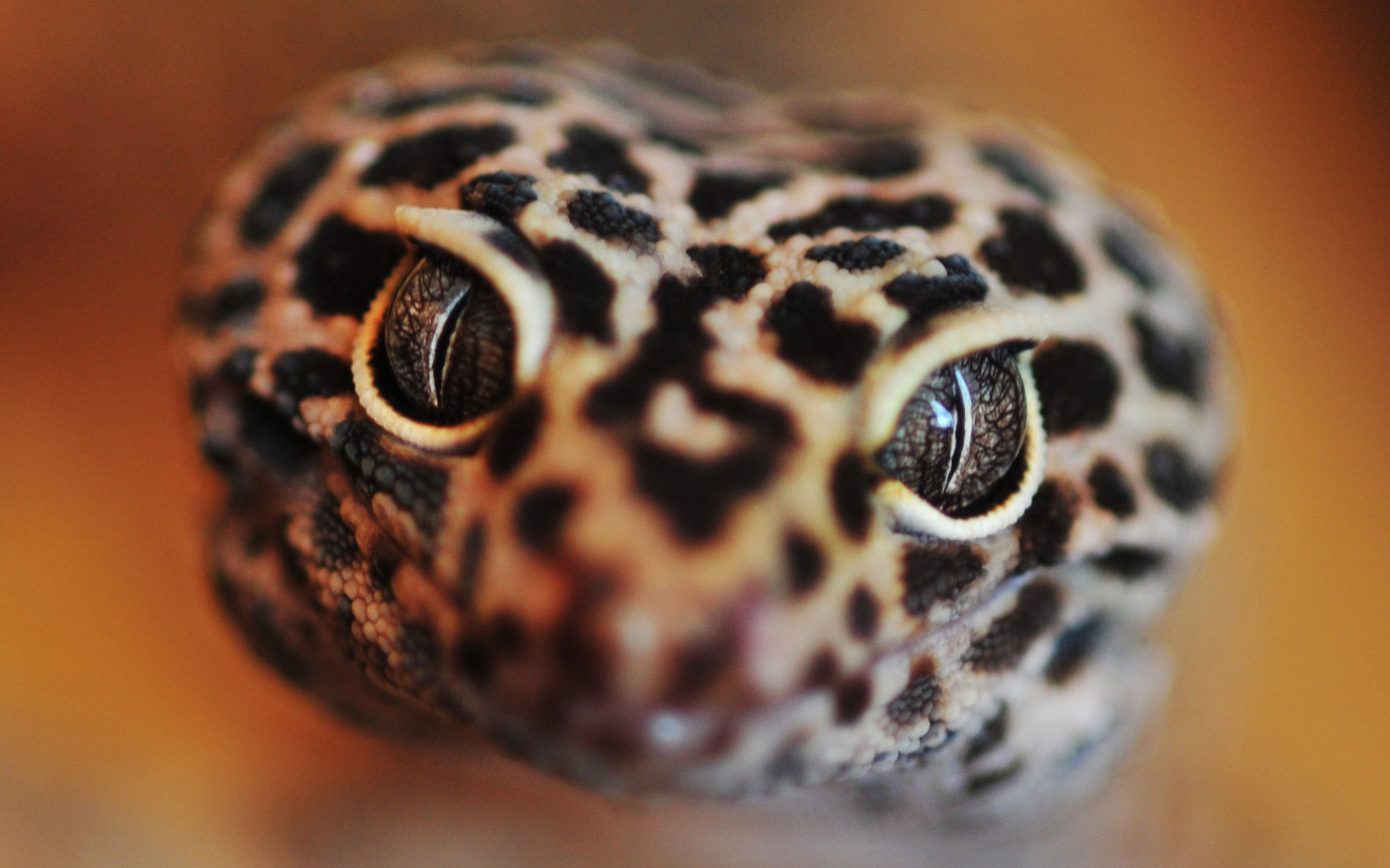 animal, gecko, reptiles Smartphone Background