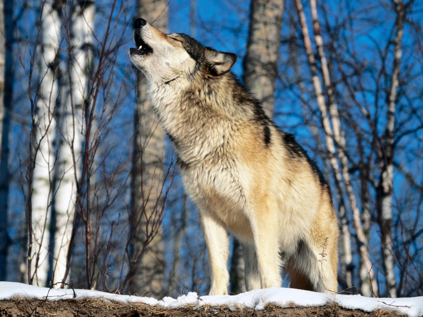 Download mobile wallpaper Wolfs, Animals for free.