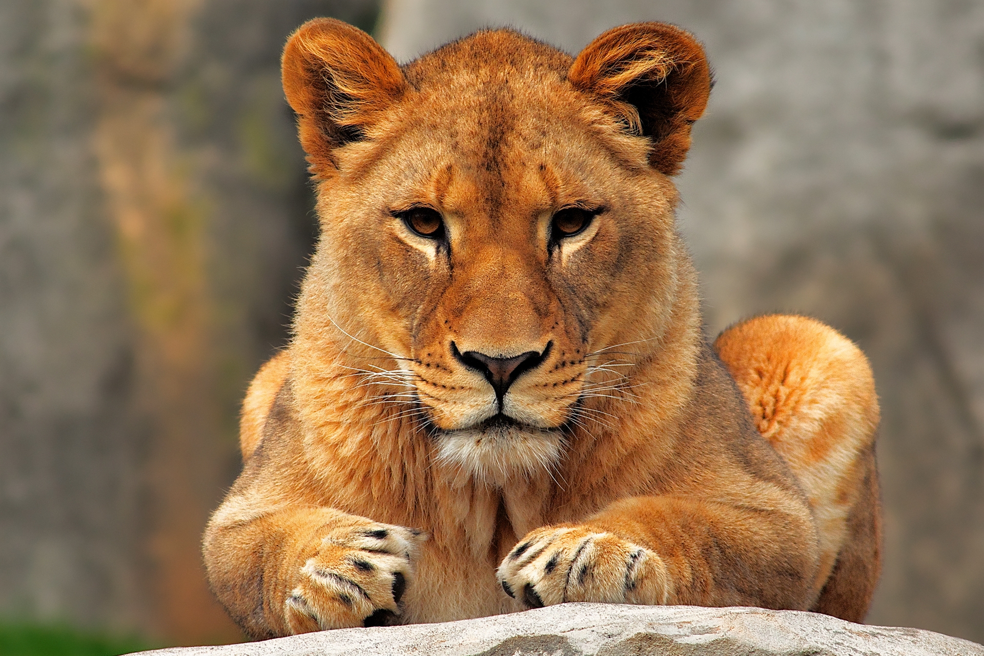 59862 baixar papel de parede leoa, leão, animais, sentar, um leão, predator, predador - protetores de tela e imagens gratuitamente