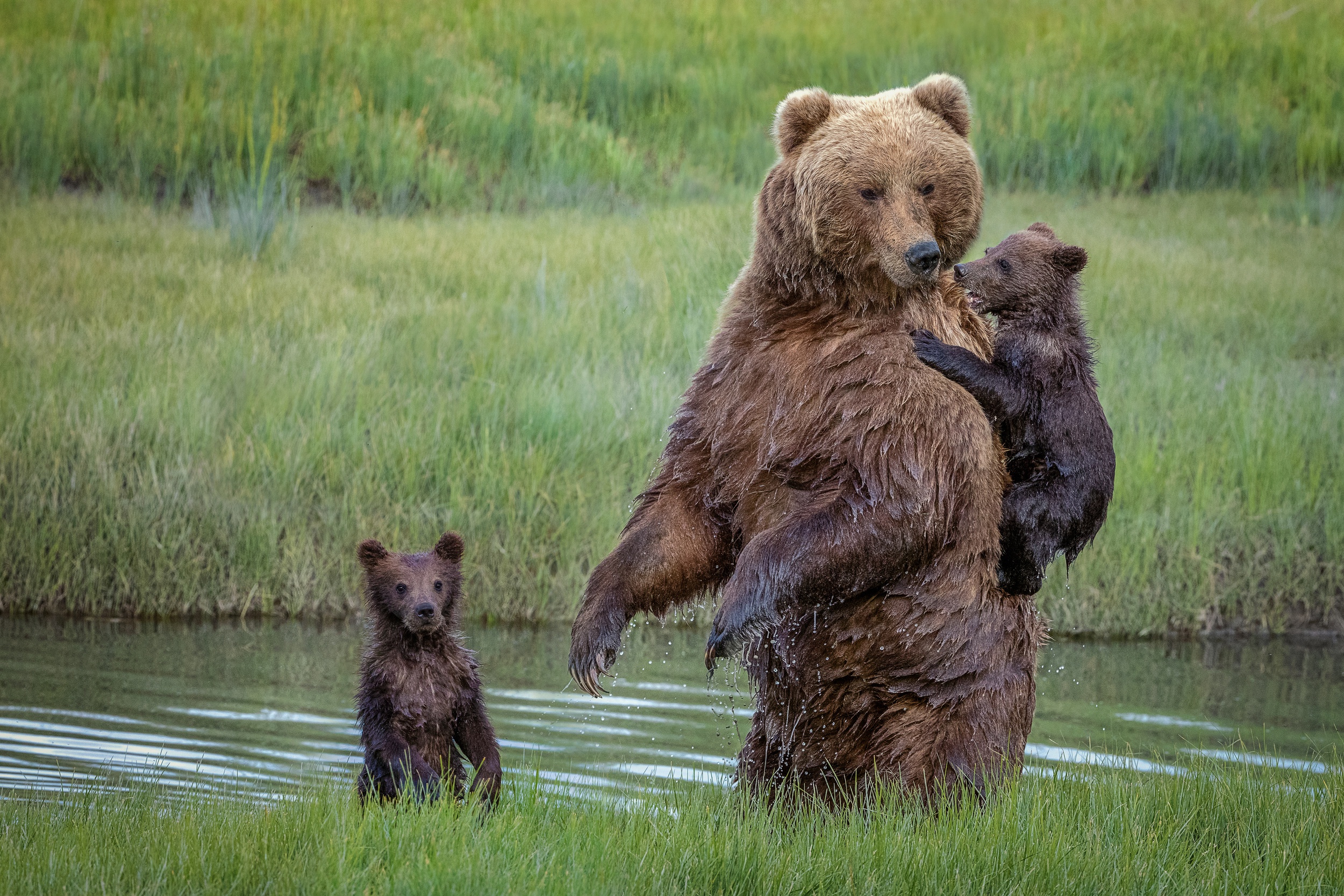Медведица с медвежонками