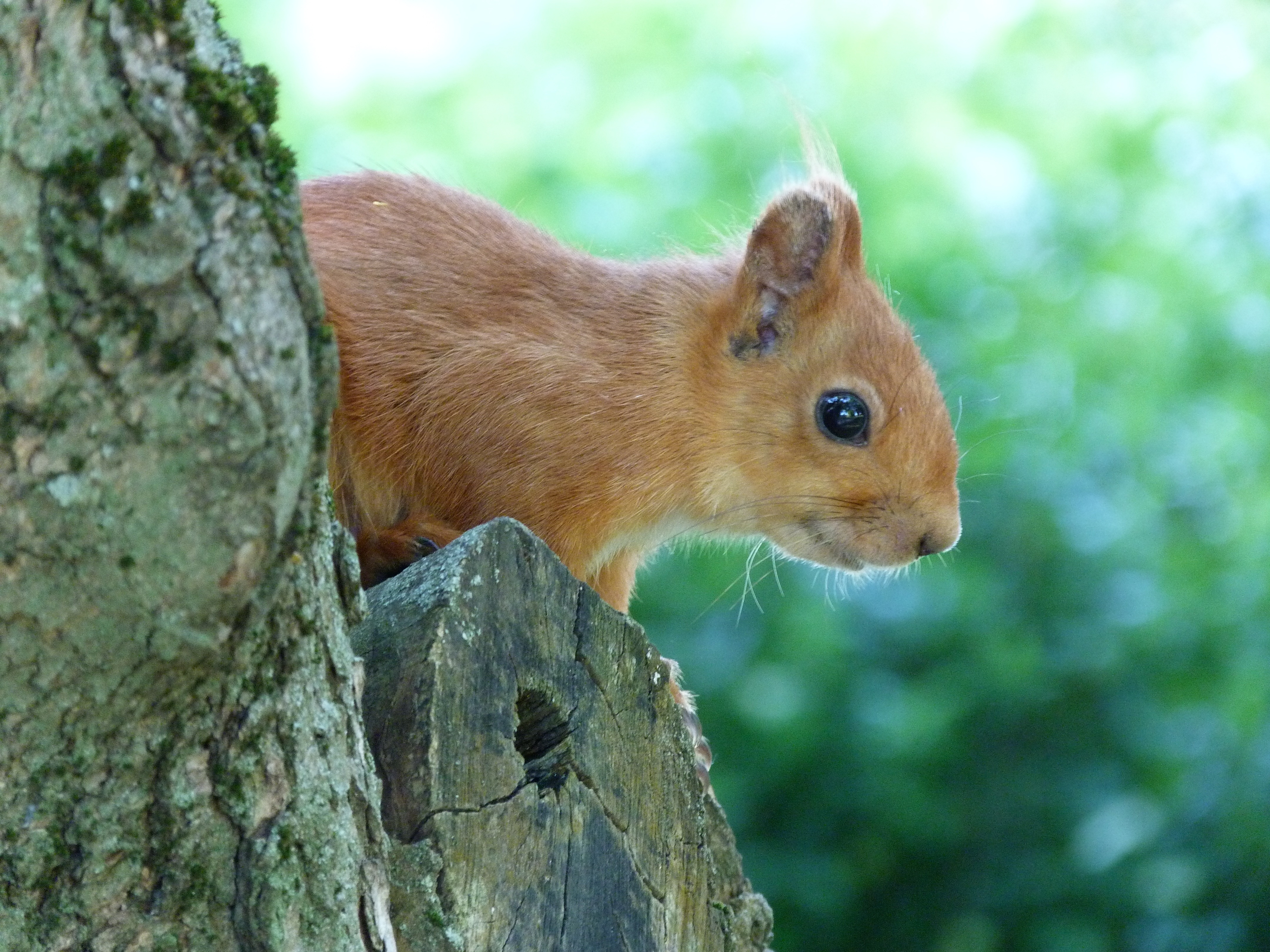 animals, squirrel, wood, tree, muzzle, peek out, look out HD wallpaper