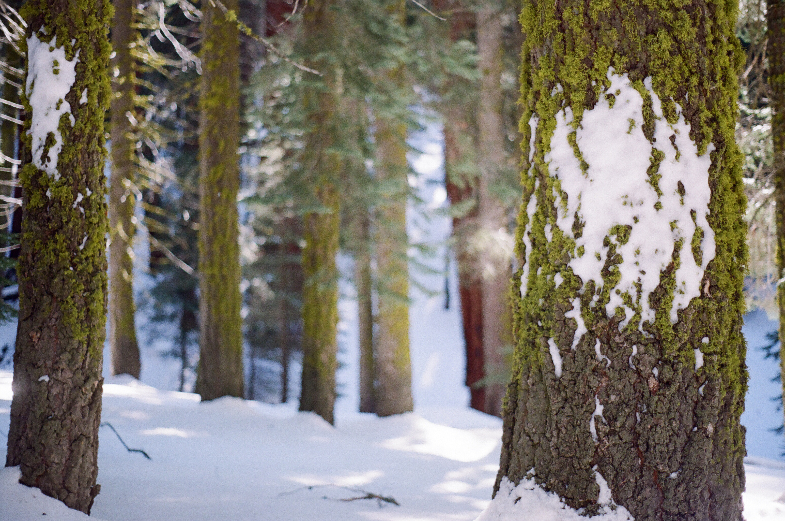 bark, nature, snow, wood, tree, moss mobile wallpaper