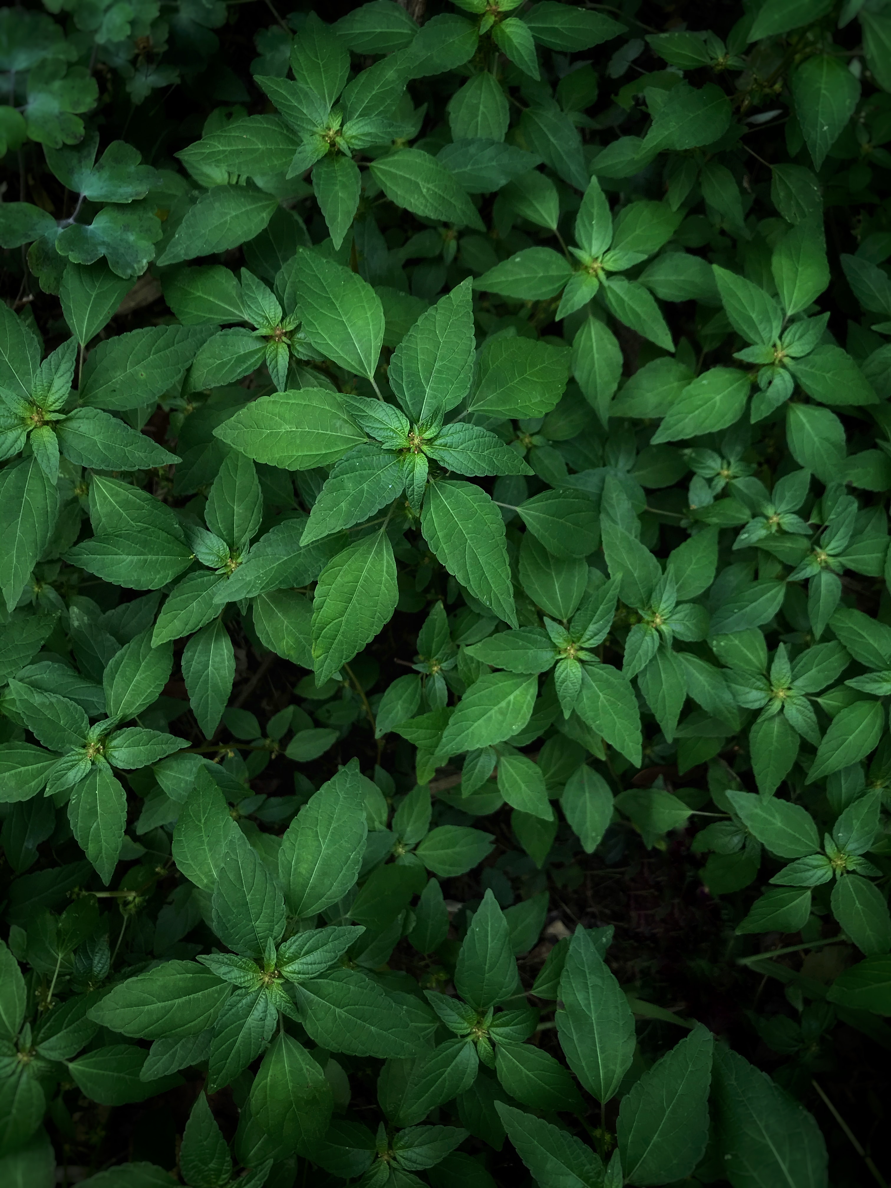 plants, leaves, green, macro phone wallpaper