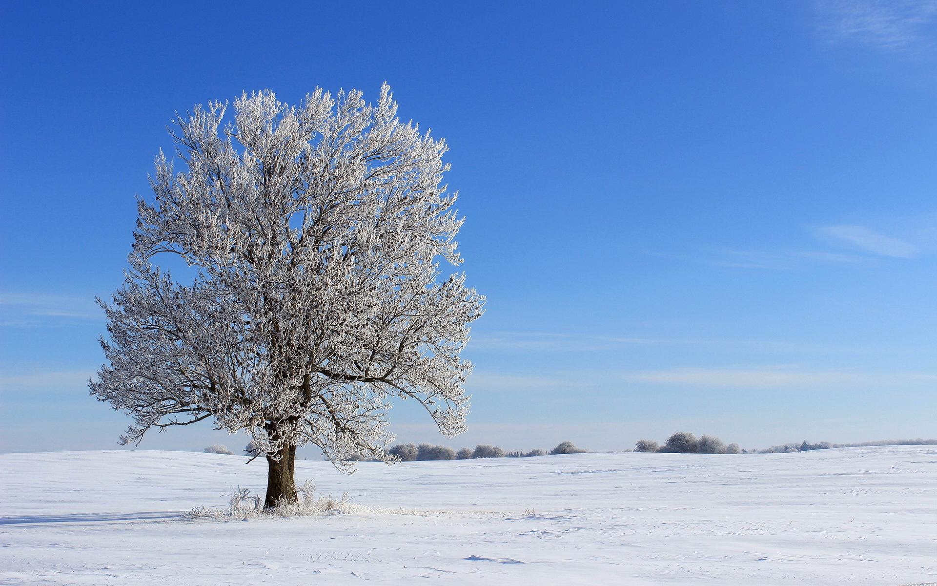 Зима поле деревья