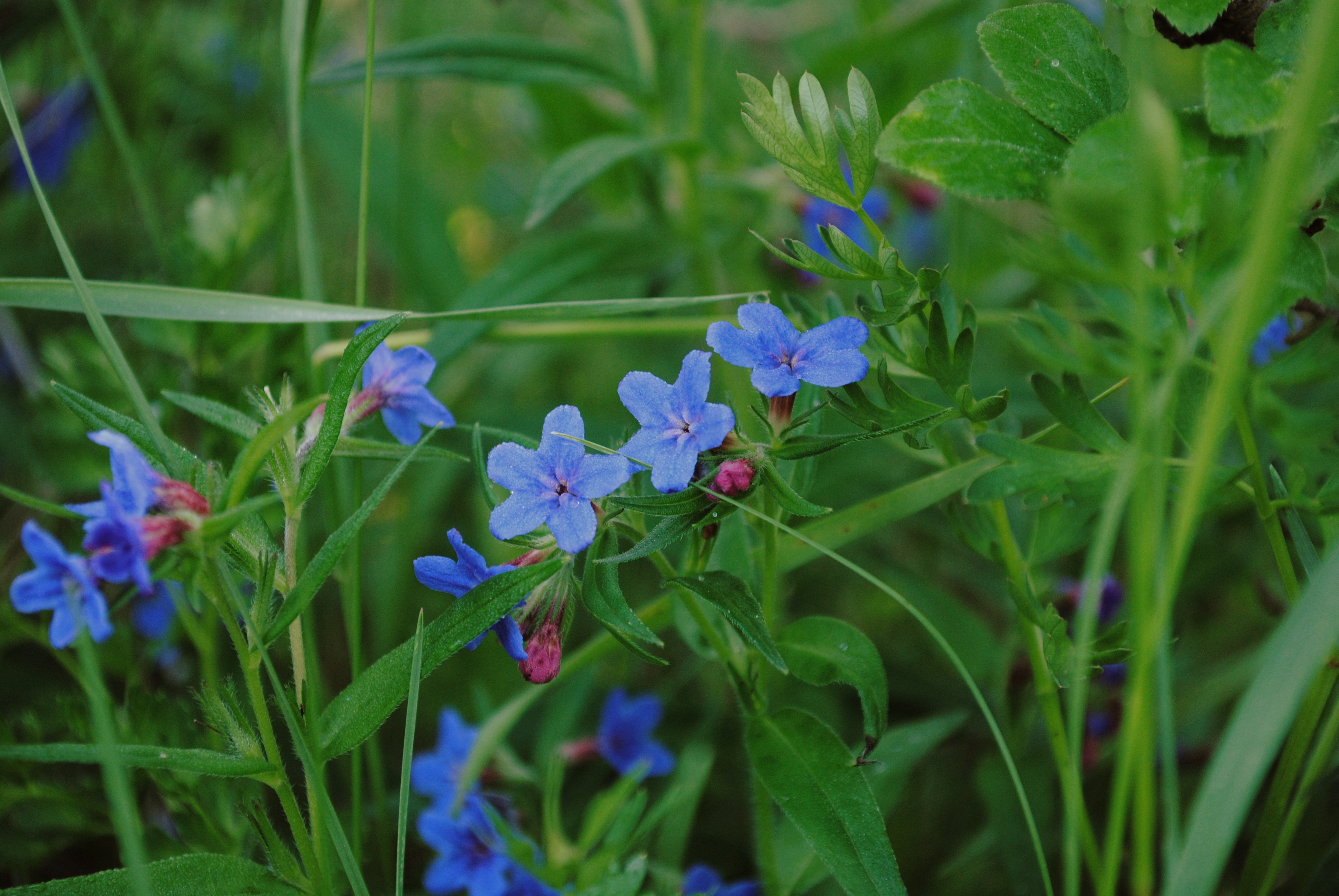 Травка с голубыми цветочками