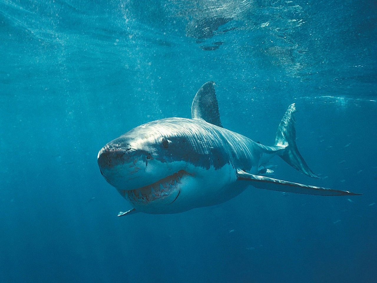 44616 descargar fondo de pantalla tiburones, animales, turquesa: protectores de pantalla e imágenes gratis
