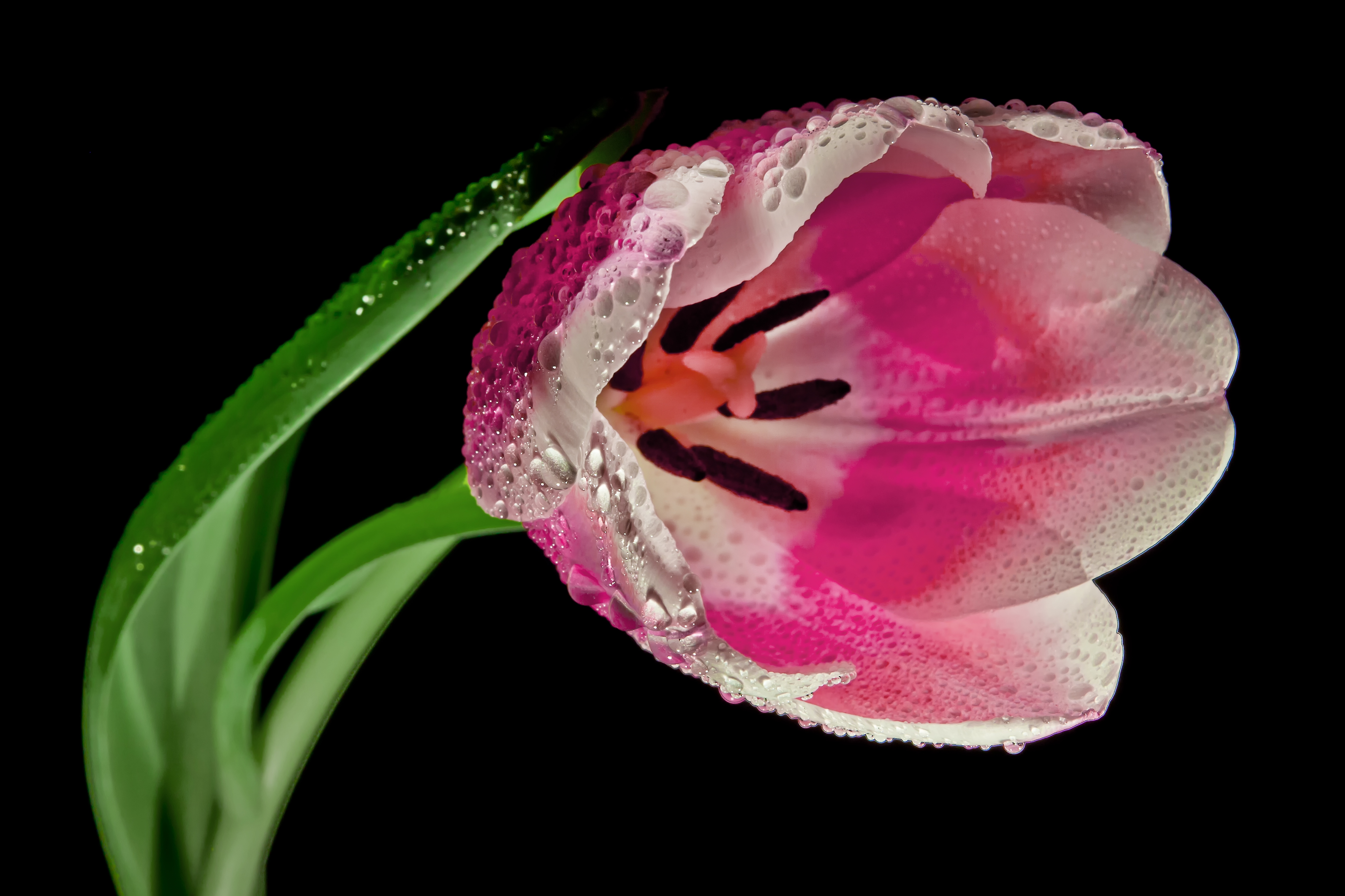 Laden Sie das Makro, Blütenblätter, Tulip, Blume, Tulpe, Blumen-Bild kostenlos auf Ihren PC-Desktop herunter