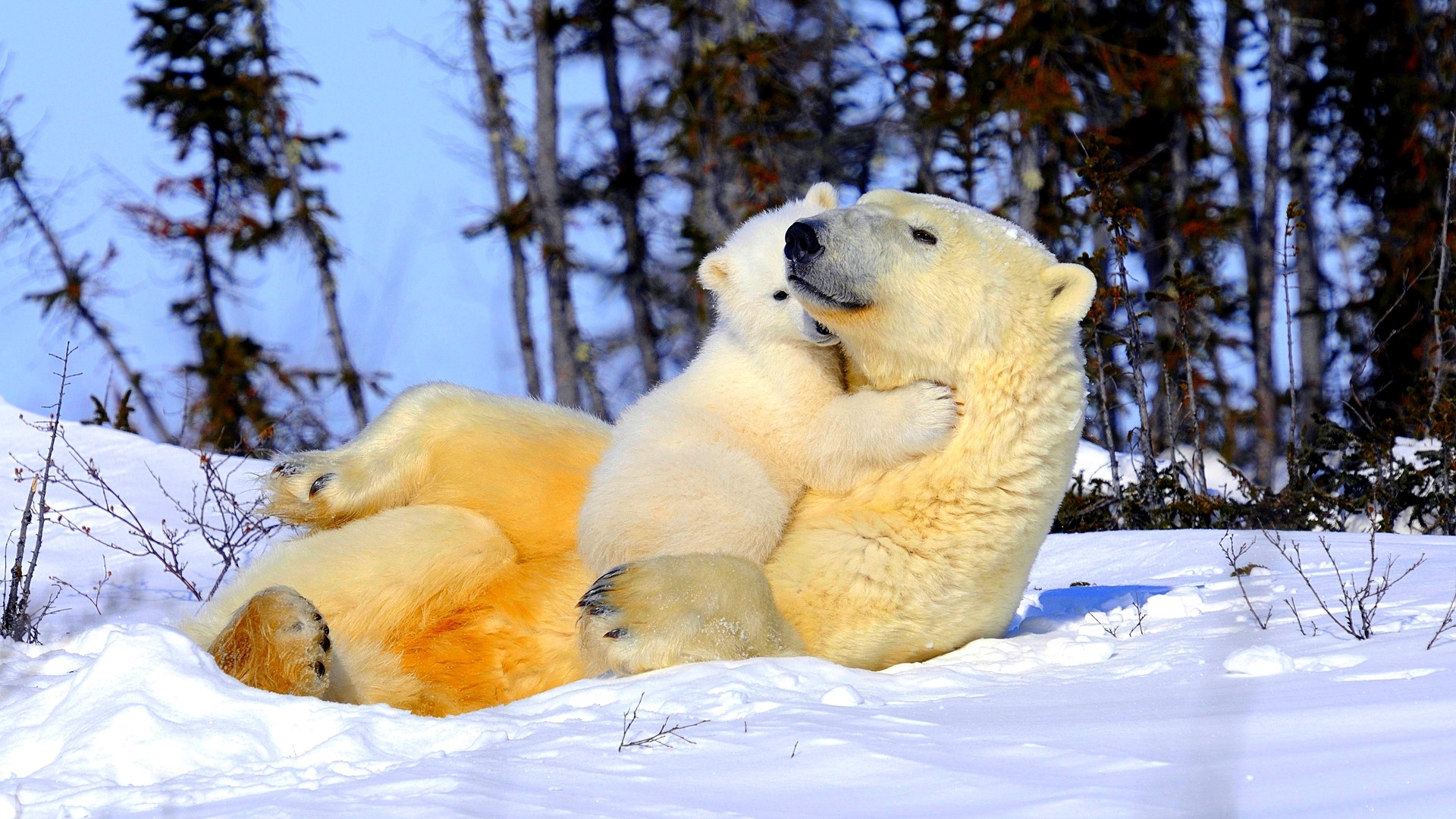 HD wallpaper animal, polar bear, bears