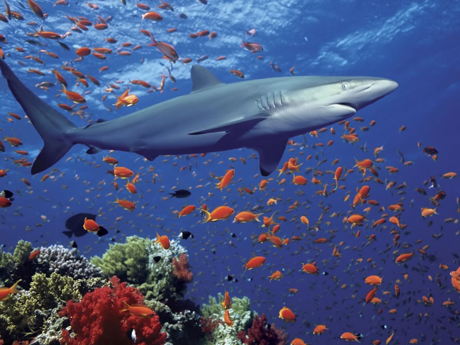 215523壁紙のダウンロード動物, 鮫, イルカ, サメ-スクリーンセーバーと写真を無料で