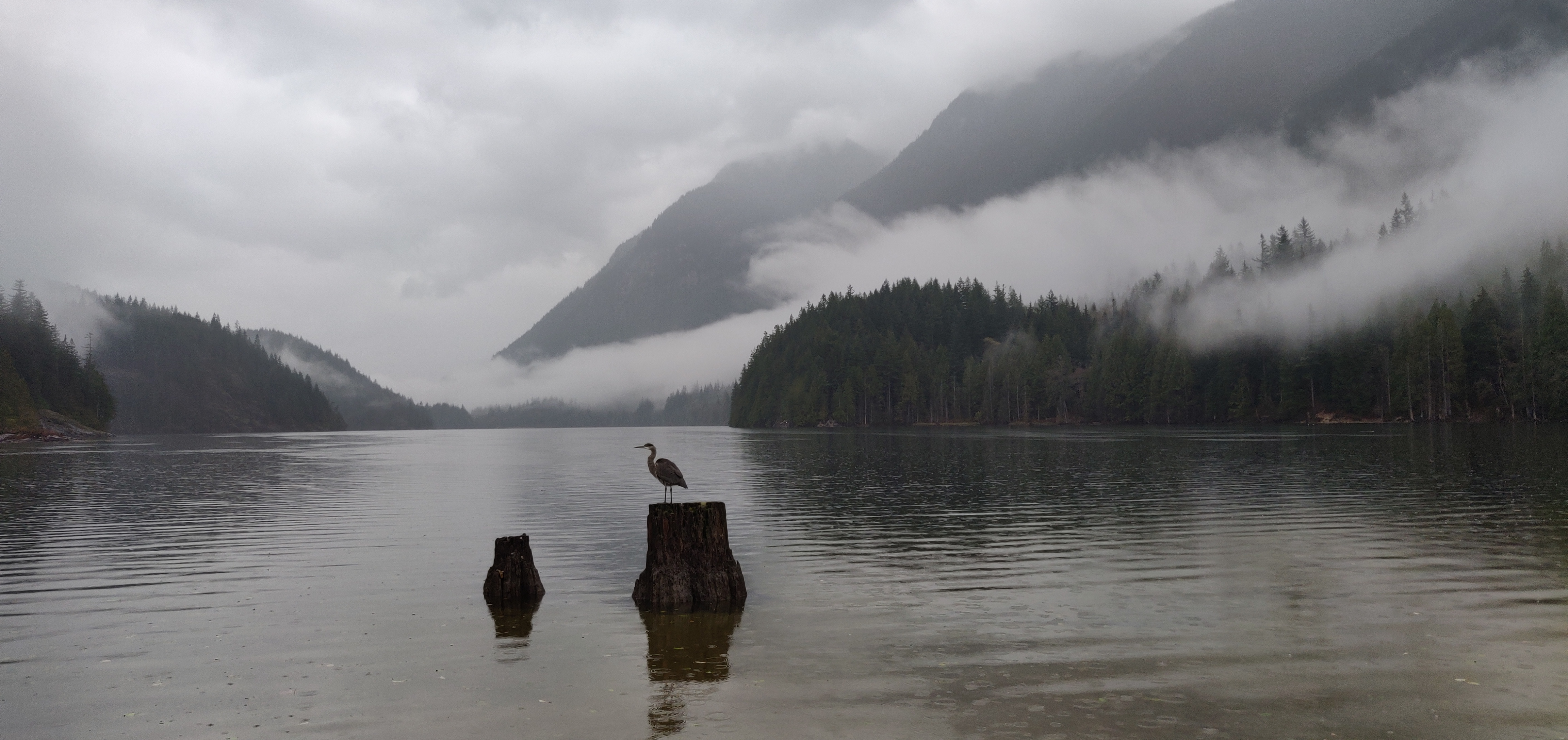 Laden Sie das Mountains, Nebel, Kran, Tiere, See, Vogel-Bild kostenlos auf Ihren PC-Desktop herunter