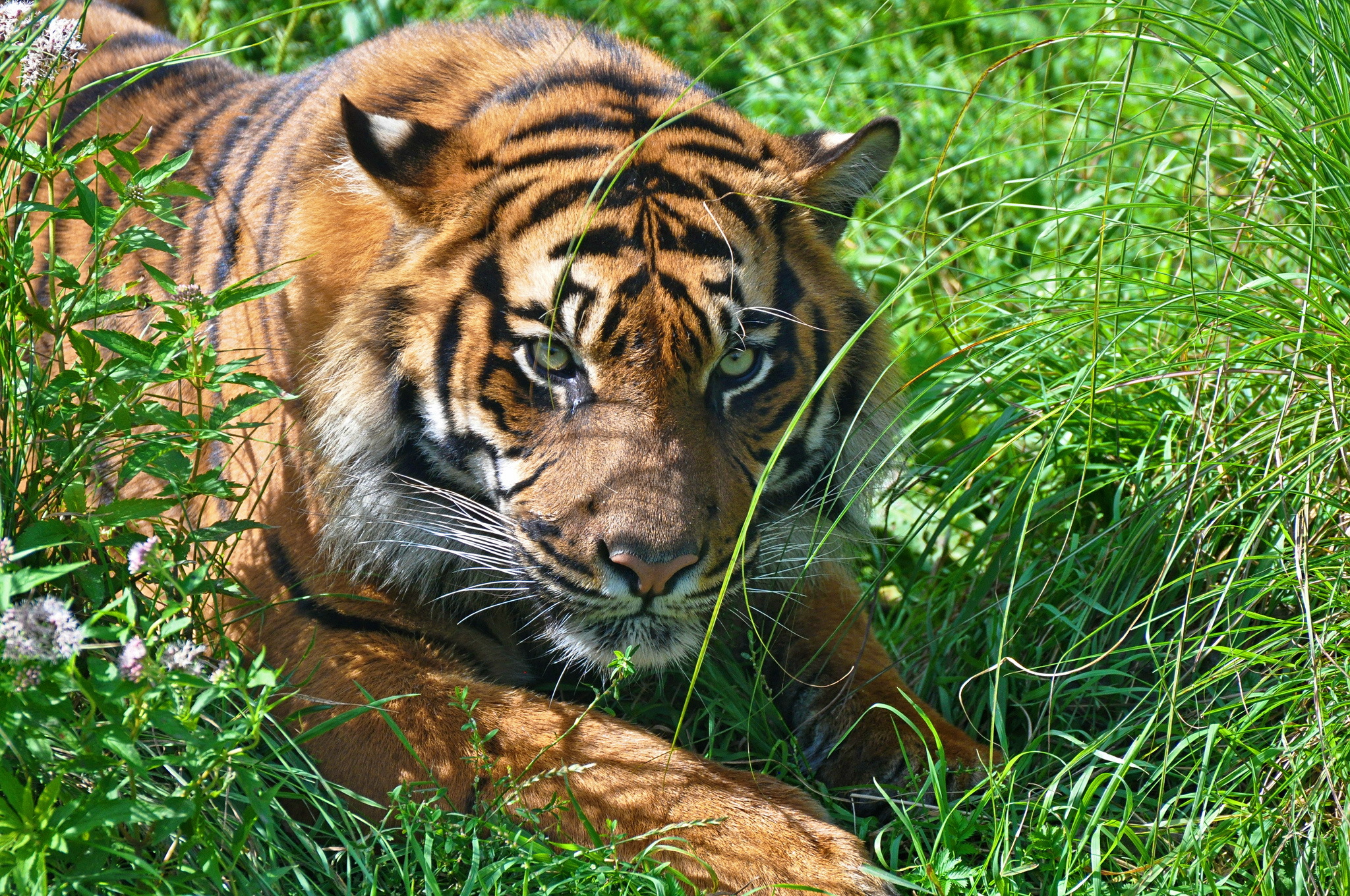 Амурский тигр в траве