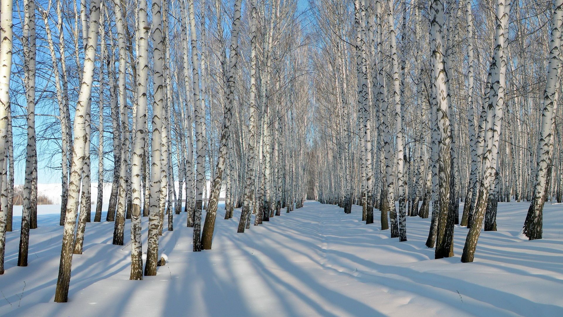 77530 Bild herunterladen winter, natur, bäume, schnee, birken, schatten, reihen, hain, grove - Hintergrundbilder und Bildschirmschoner kostenlos