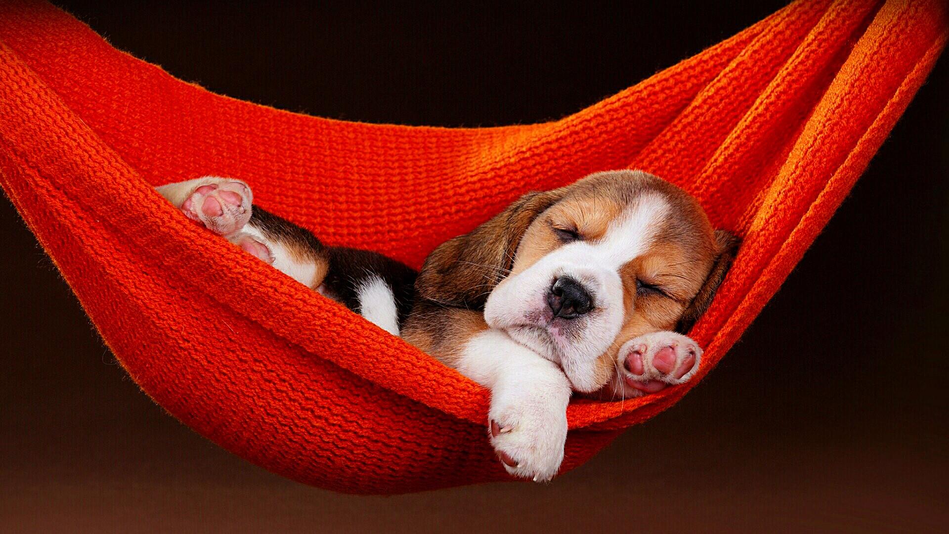 HD wallpaper animal, beagle, dog, hammock, puppy, sleeping, dogs