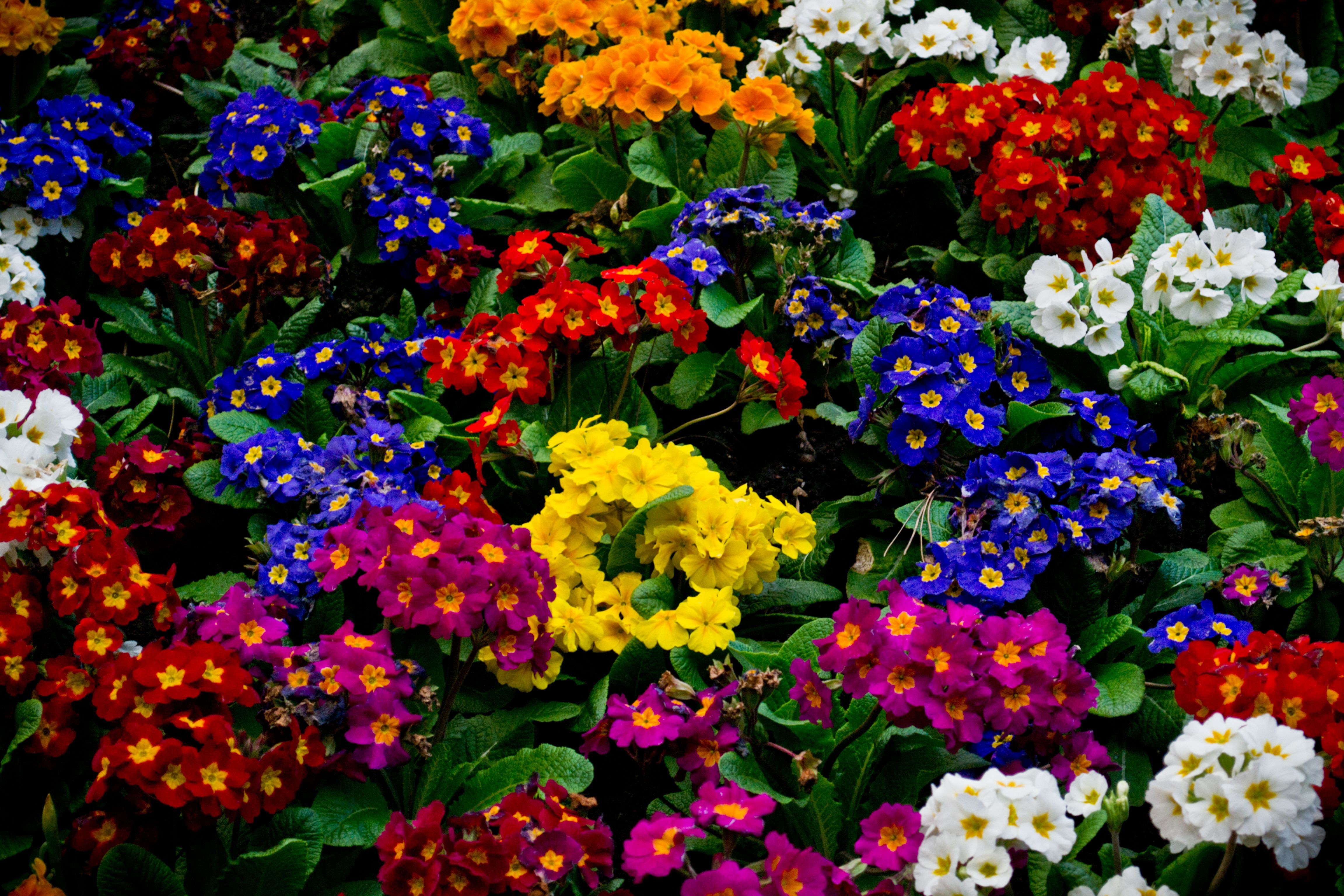 Фото красивых цветов для сада и названия. Примула аурантика. Примула Вивьен f1. Примула Виола многолетняя. Примула Розанна.
