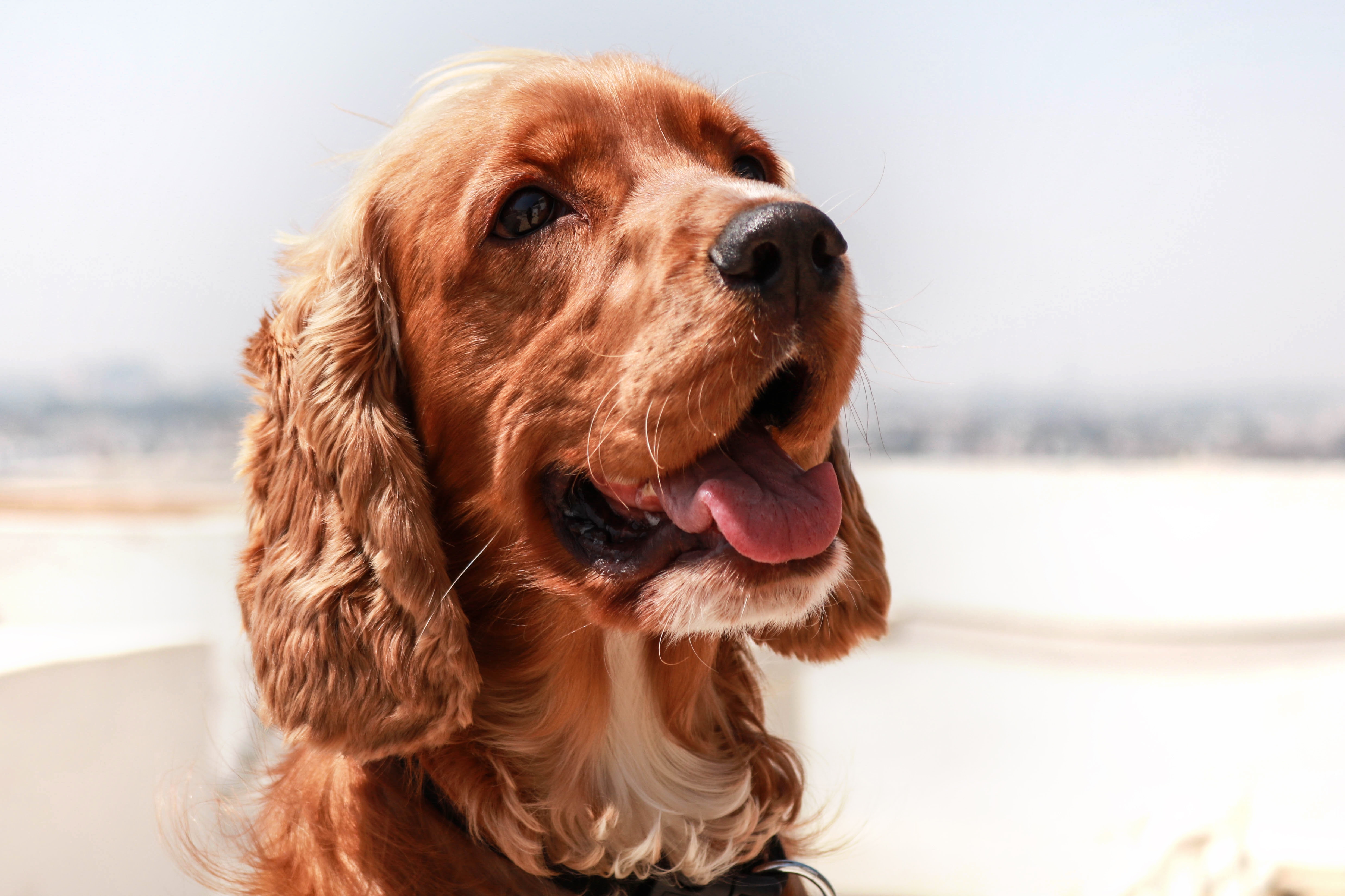 Download mobile wallpaper Protruding Tongue, Tongue Stuck Out, Muzzle, English Cocker Spaniel, Animals, Dog for free.