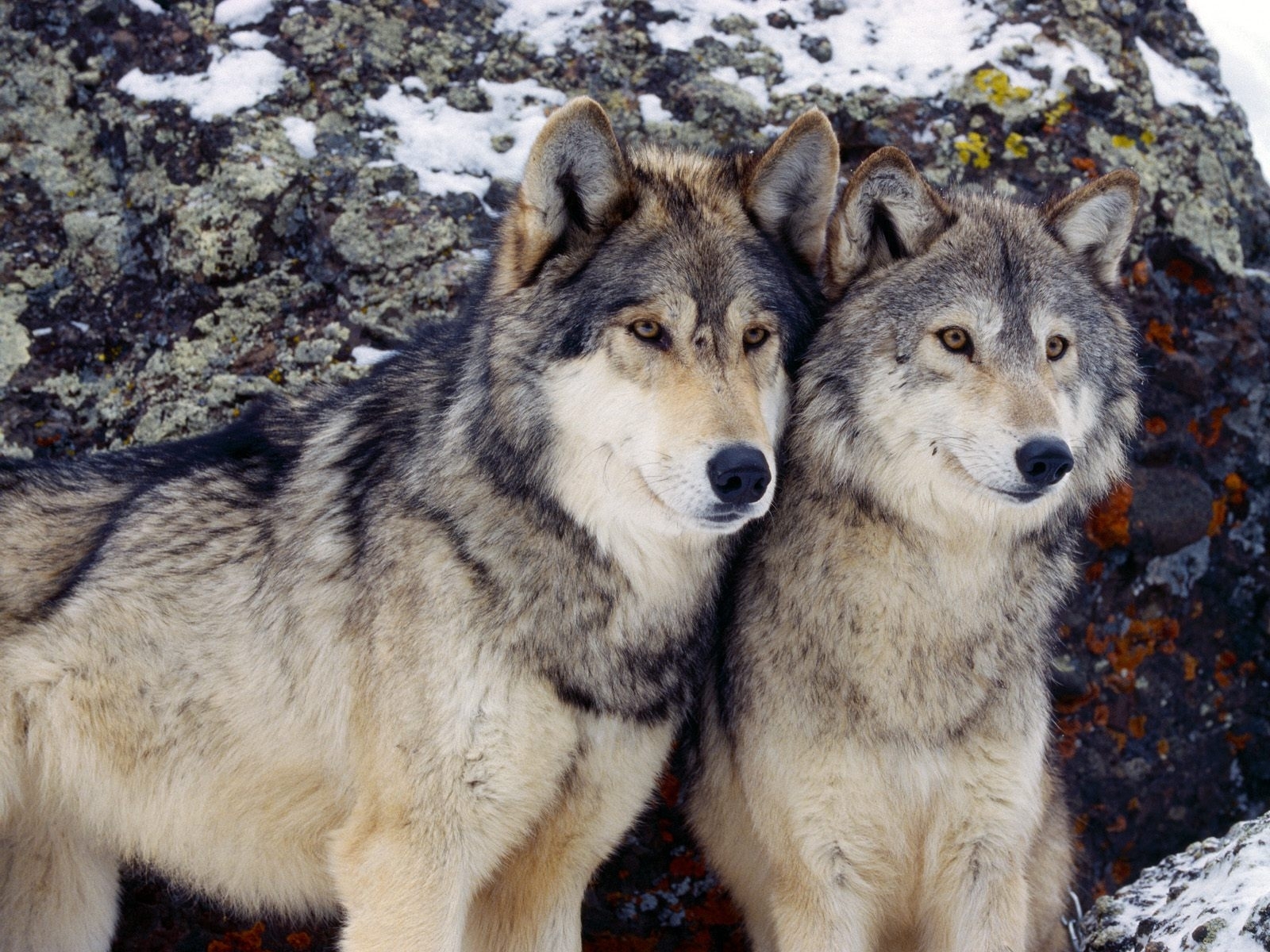 animals, wolfs cellphone