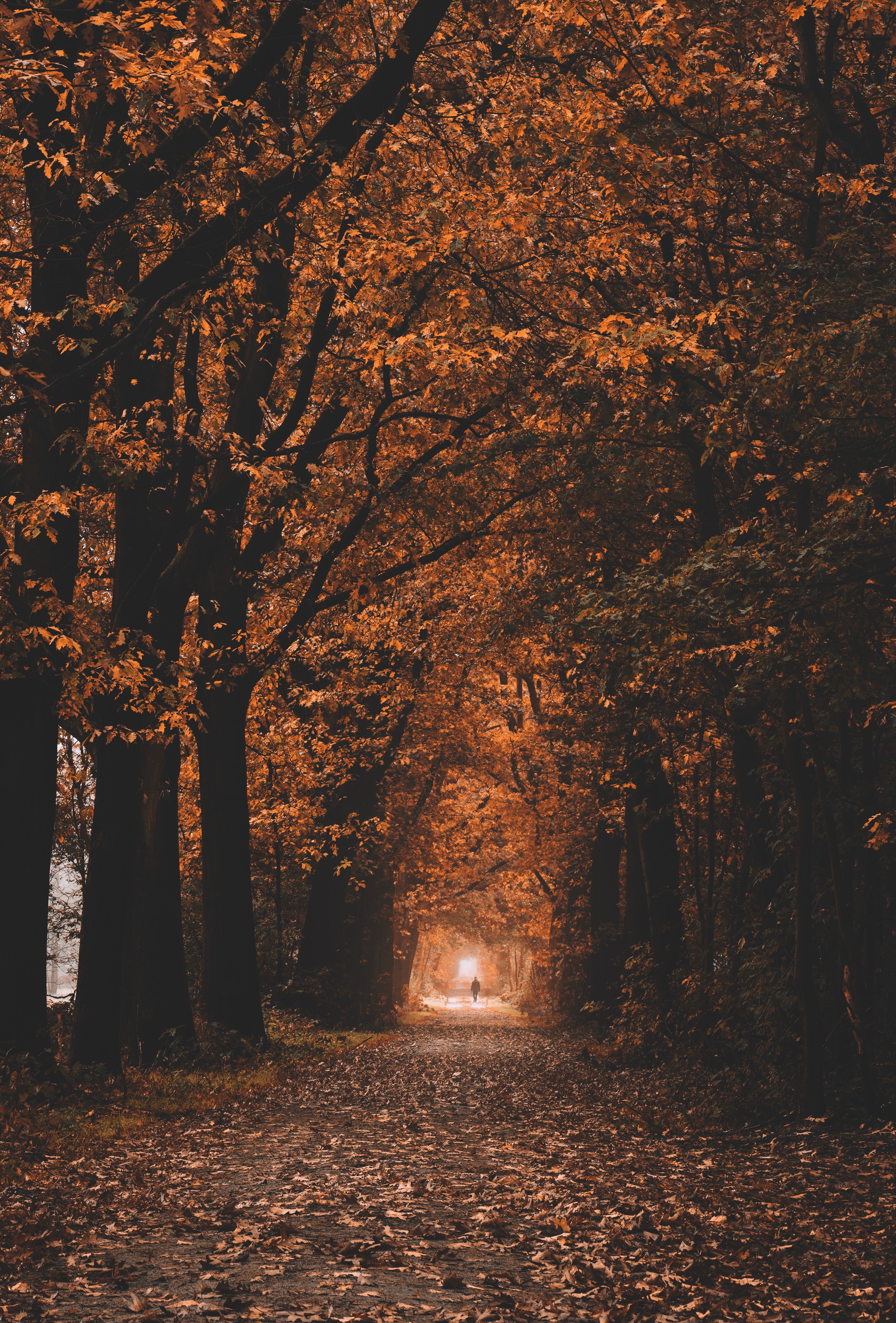 autumn, nature, trees, tunnel, track