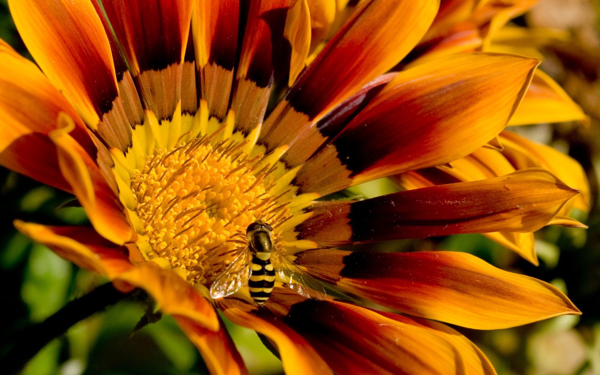 147548 descargar imagen flor, macro, pétalos, rayas, rayado, abeja, polinización: fondos de pantalla y protectores de pantalla gratis