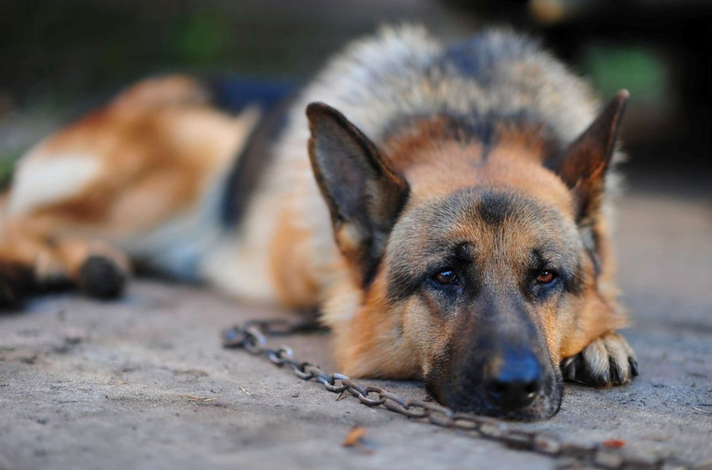 Download mobile wallpaper Dog, Animals, Rest, Relaxation, Chain, German Shepherd for free.