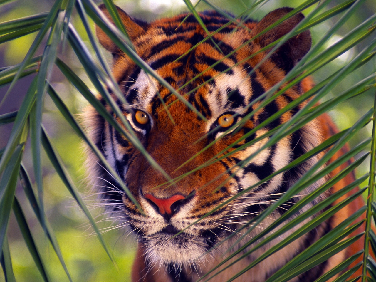 35212 Bildschirmschoner und Hintergrundbilder Tigers auf Ihrem Telefon. Laden Sie  Bilder kostenlos herunter