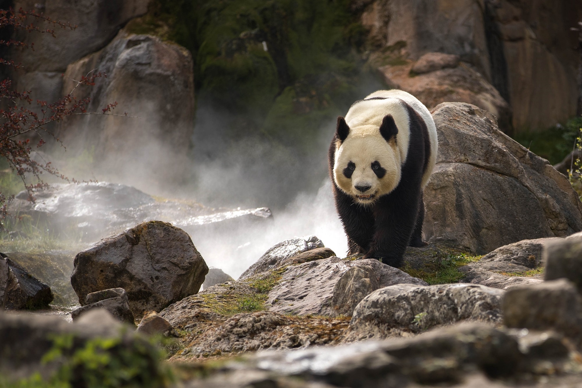 Панда в природе