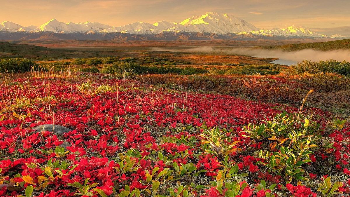 Аляска горы цветы