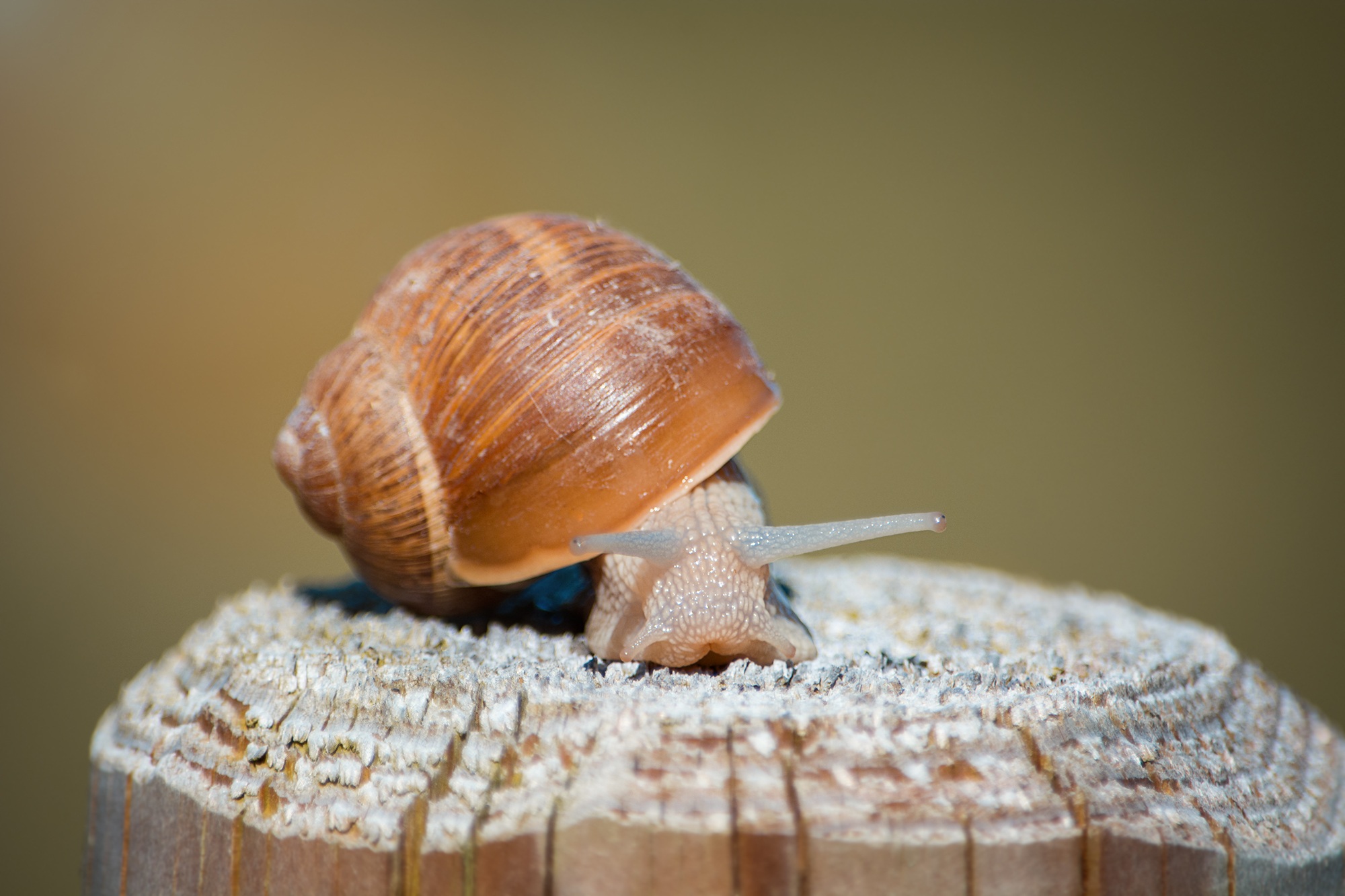 animal, snail, close up, mollusc, shell wallpapers for tablet