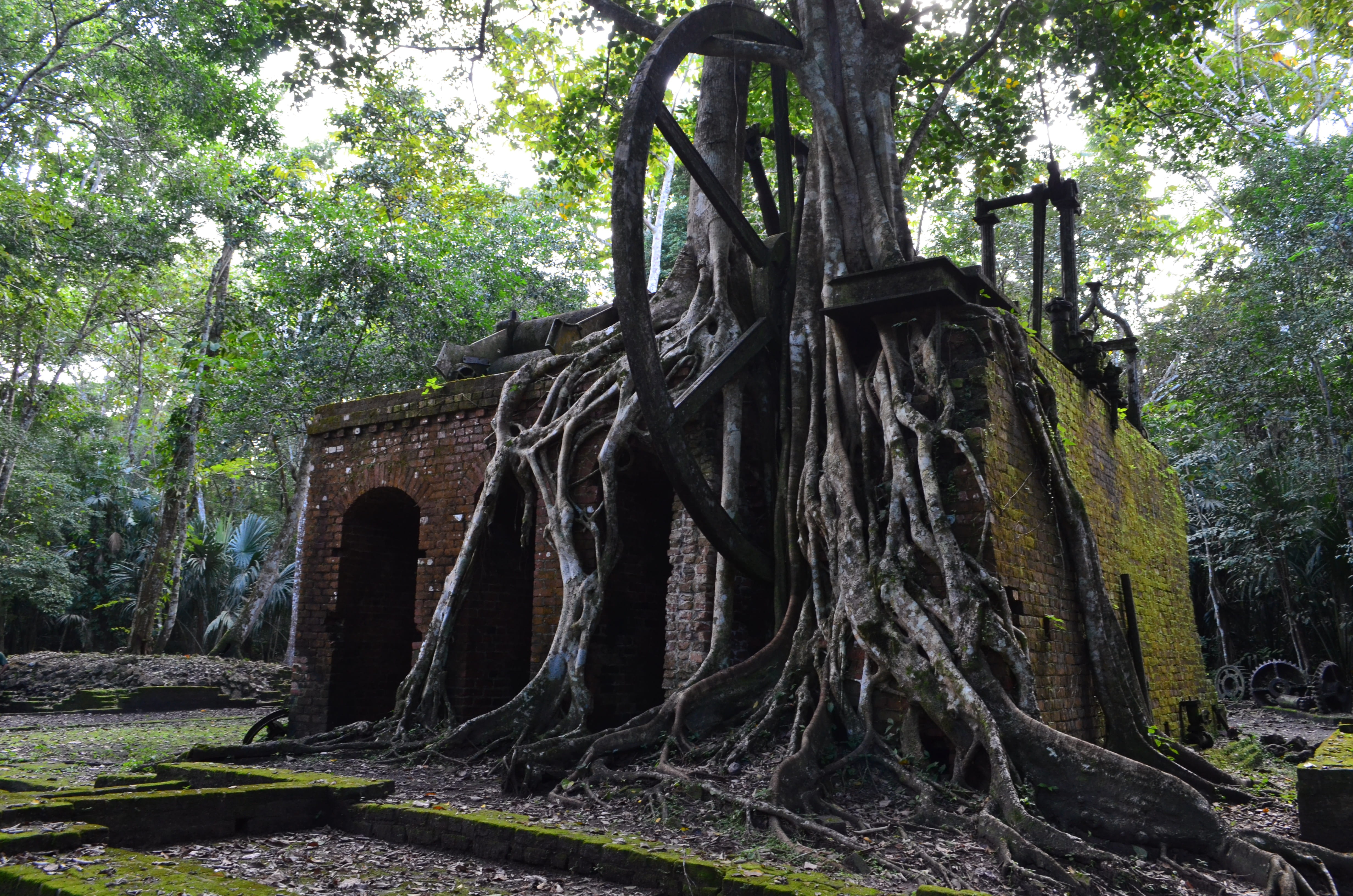 Download mobile wallpaper Architecture, Tree, Roots, Ruin, Belize, Man Made for free.