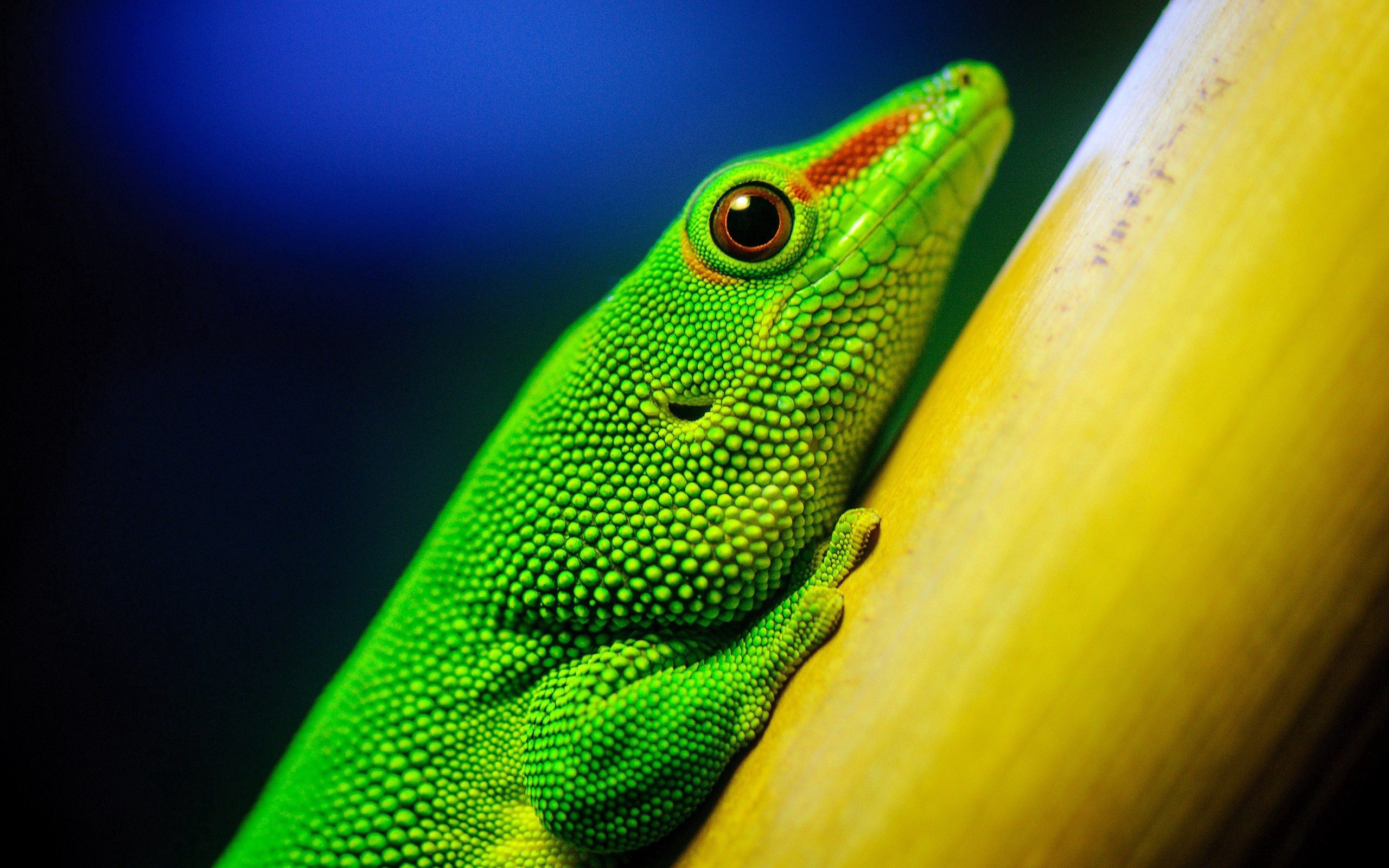 Download mobile wallpaper Animals, Branch, Lizard, Color, Bright for free.