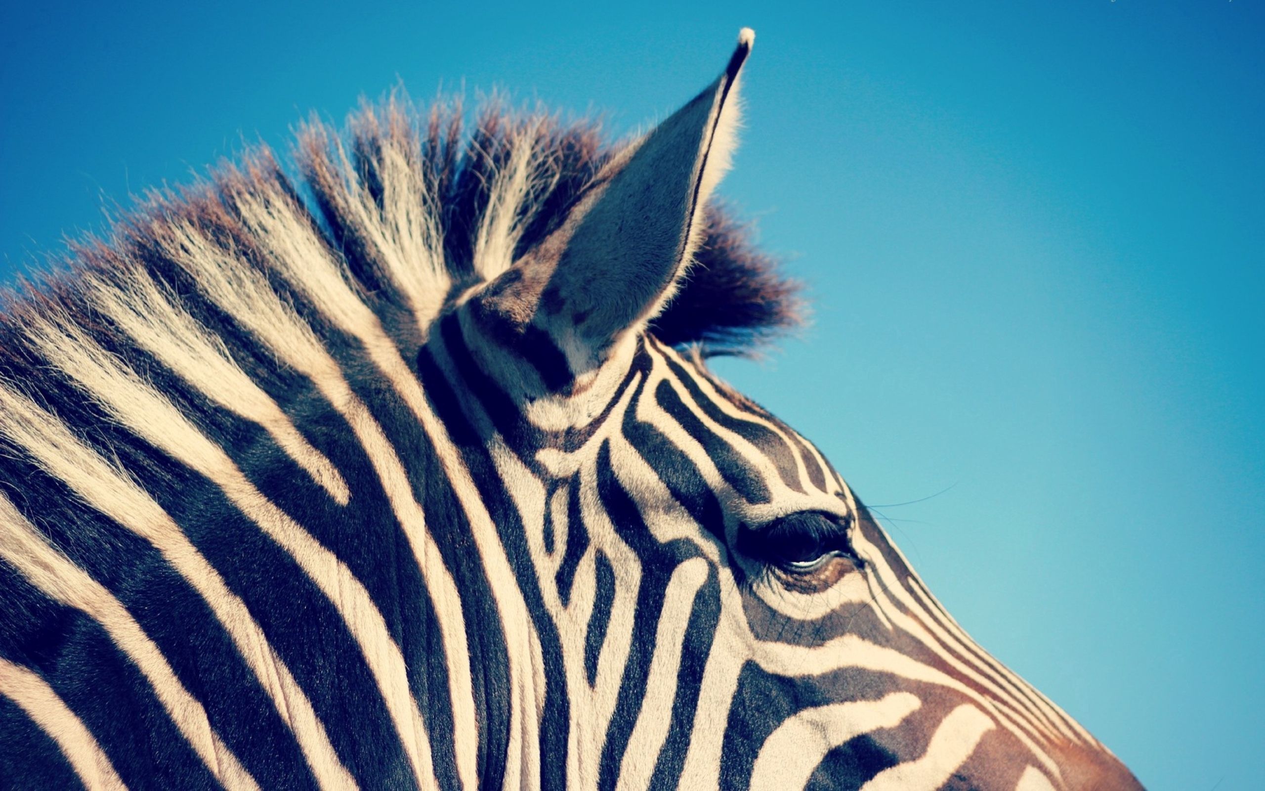 Baixar papel de parede para celular de Zebra, Cabeça, Animais, Listras, Estrias gratuito.