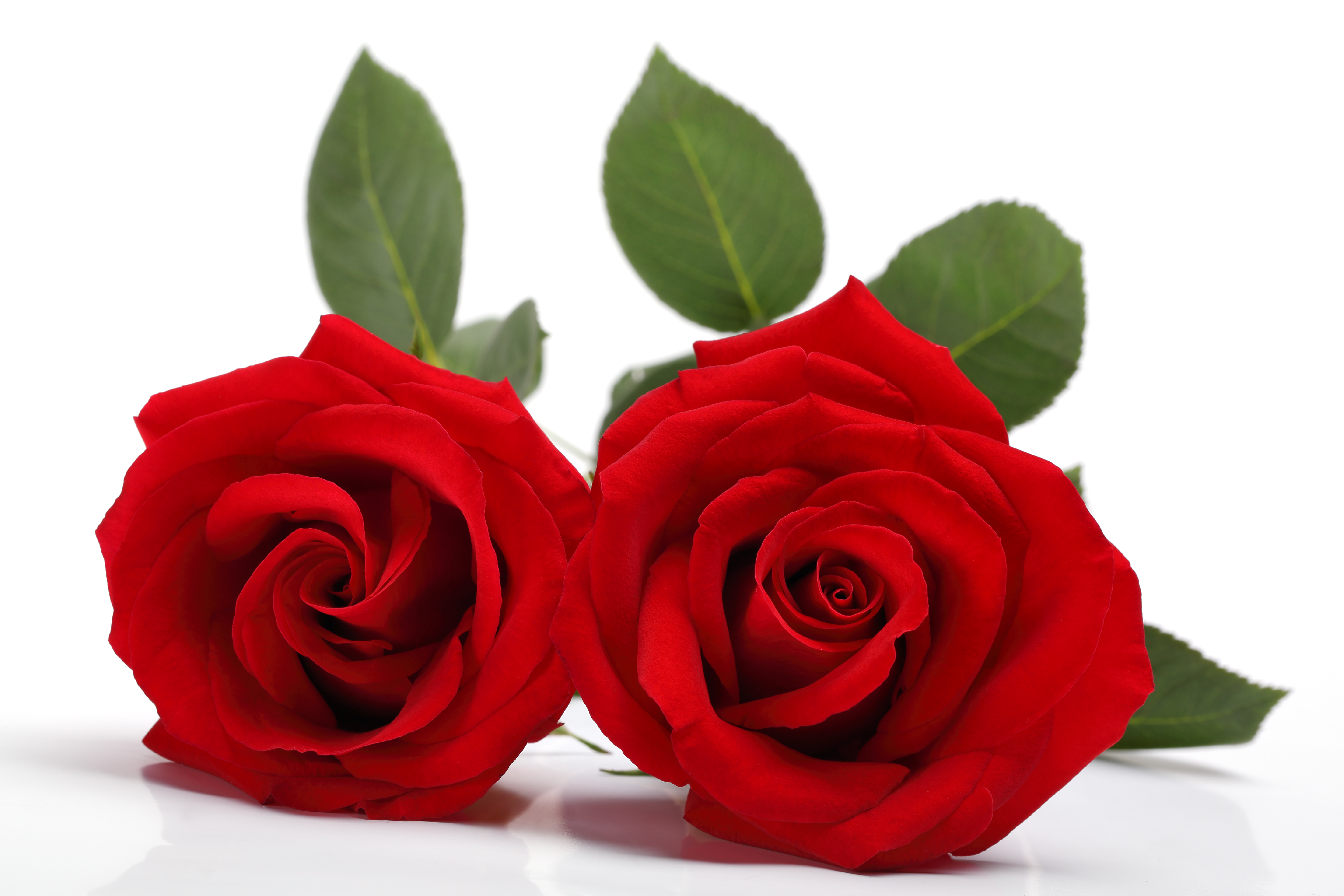 Цветы Розы Красные