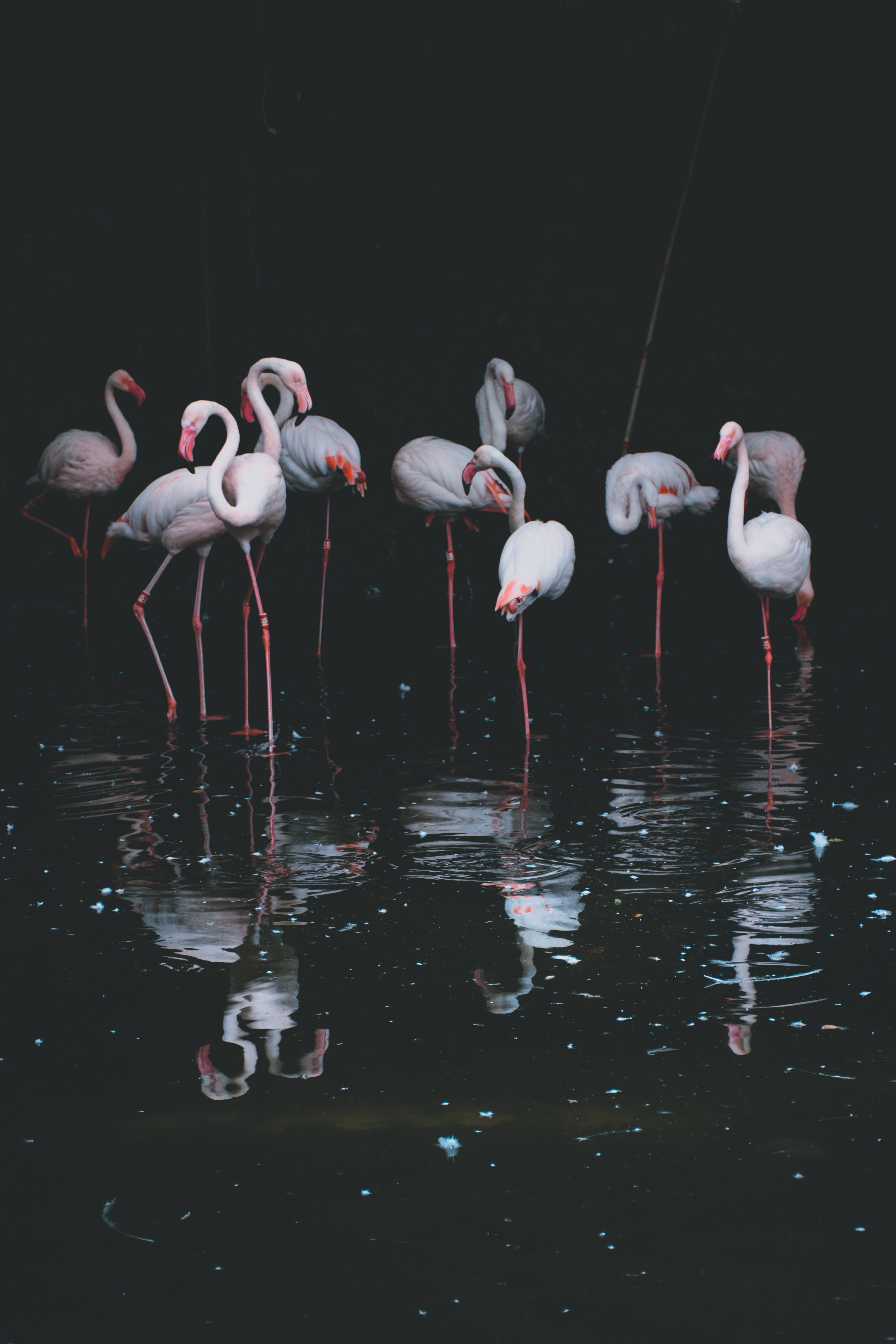flamingo, birds, dark, water, reflection, basin