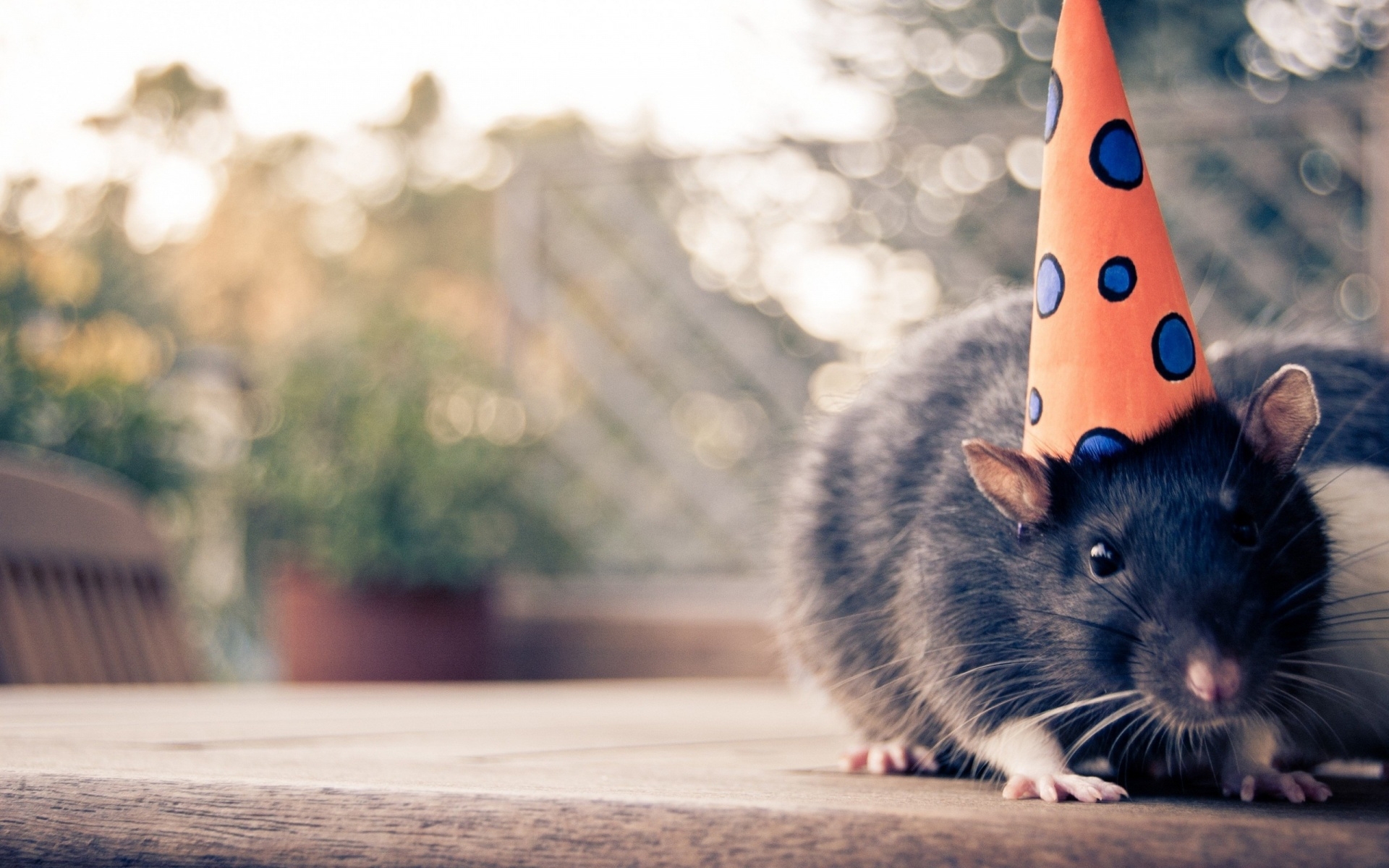 Laden Sie das Mäuse, Tiere-Bild kostenlos auf Ihren PC-Desktop herunter