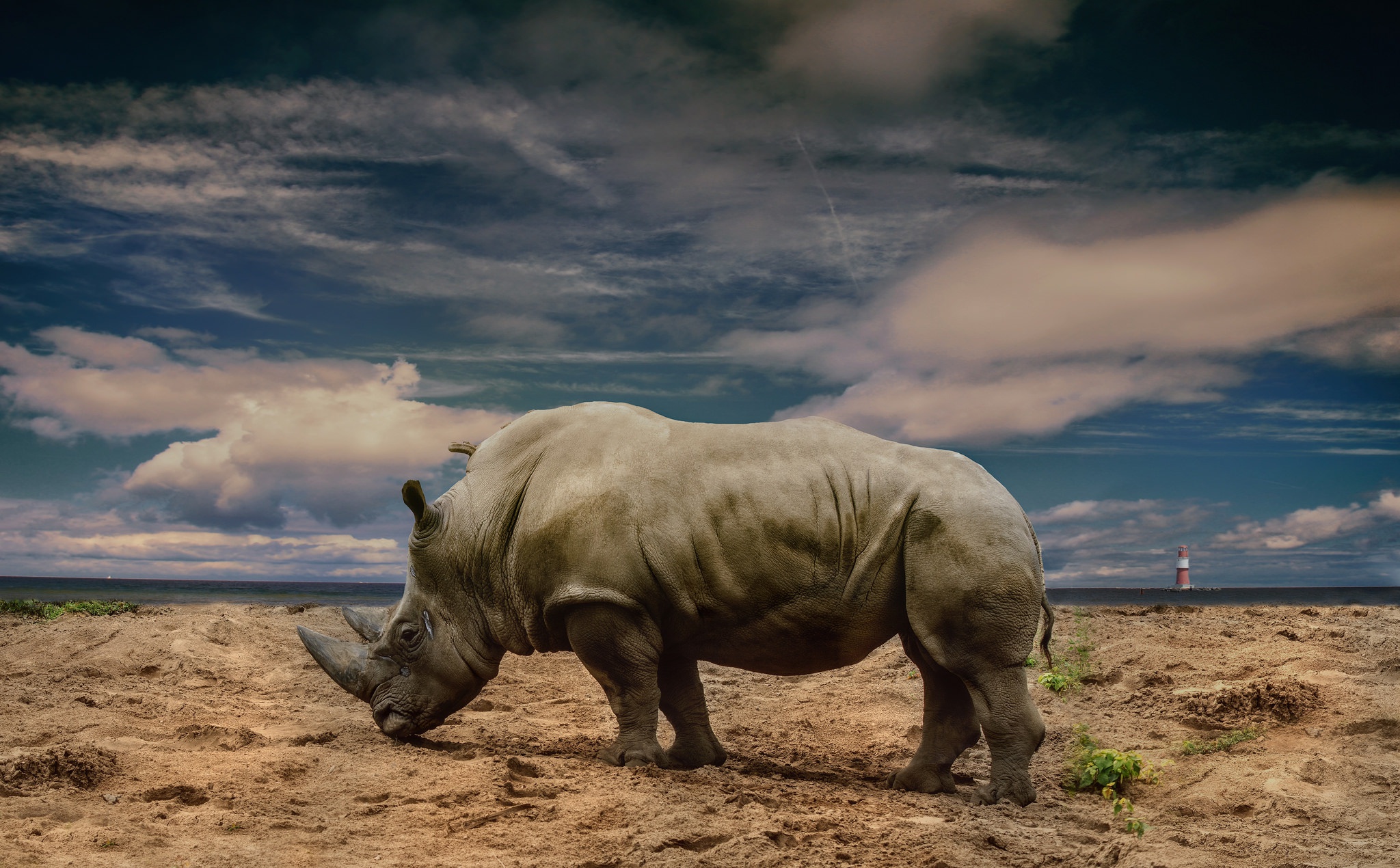417902 скачать обои носорог, животные - заставки и картинки бесплатно