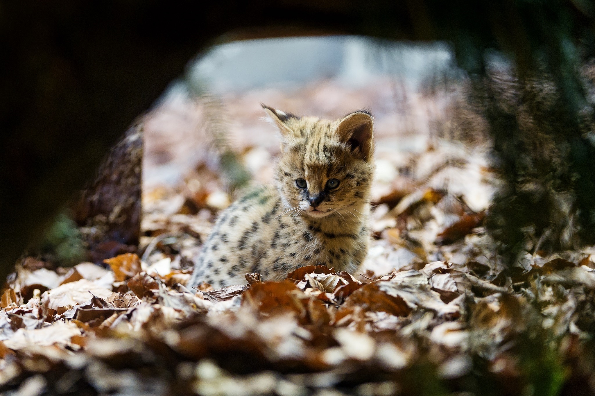wallpapers animal, serval, cats