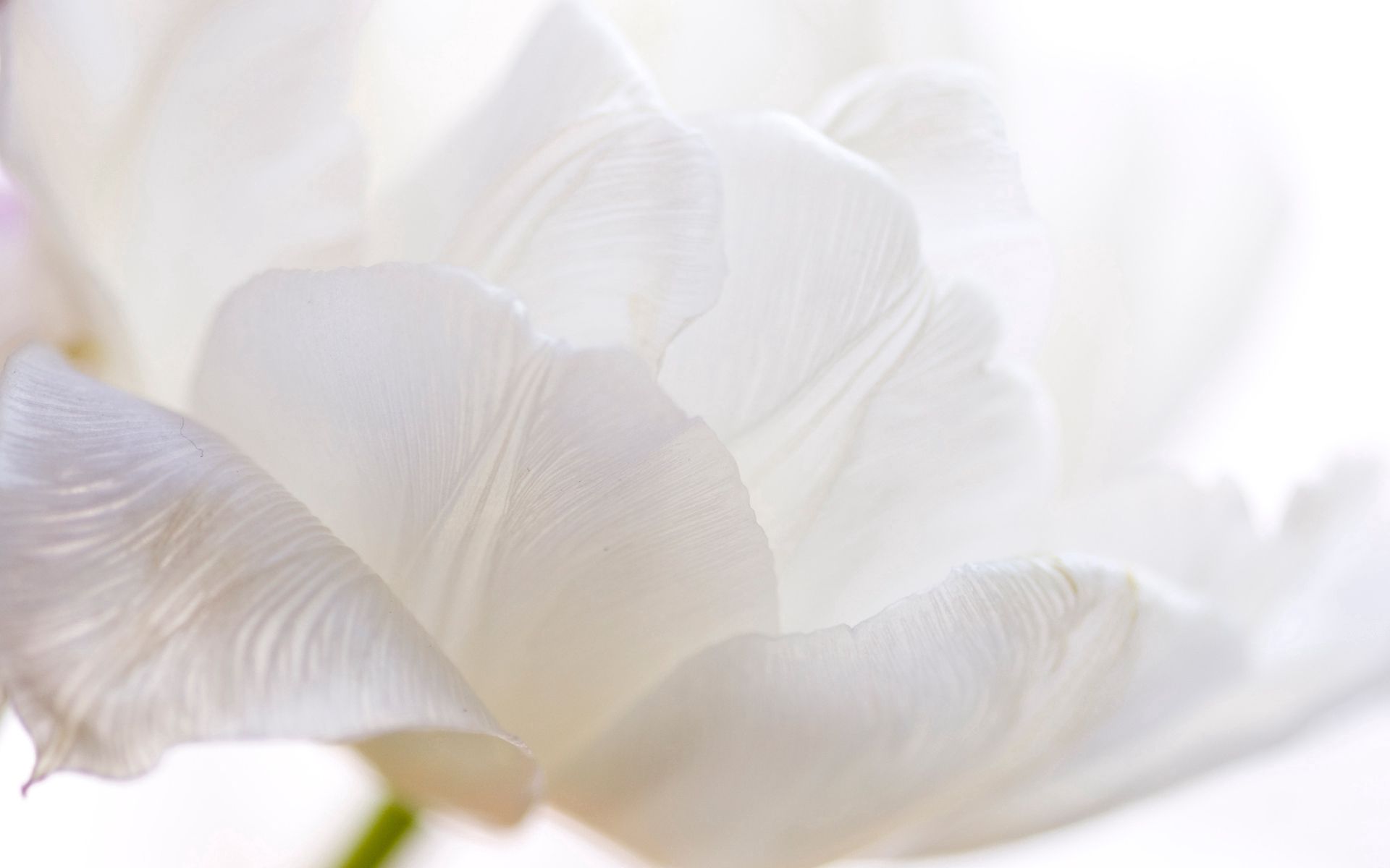 Laden Sie das Makro, Tulip, Stengel, Stiel, Blume, Blütenblätter, Tulpe-Bild kostenlos auf Ihren PC-Desktop herunter