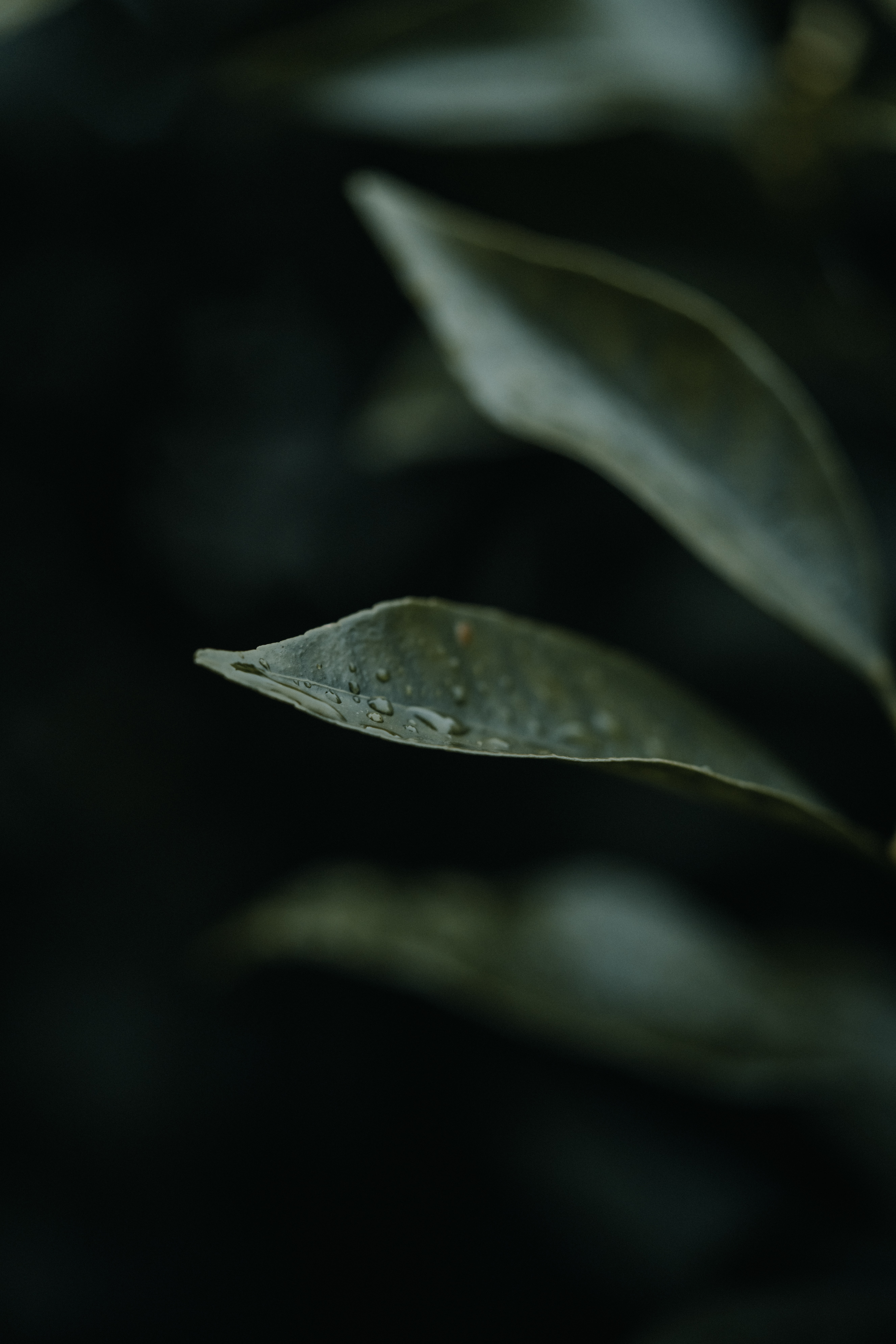 plant, leaflet, water, drops, macro HD wallpaper