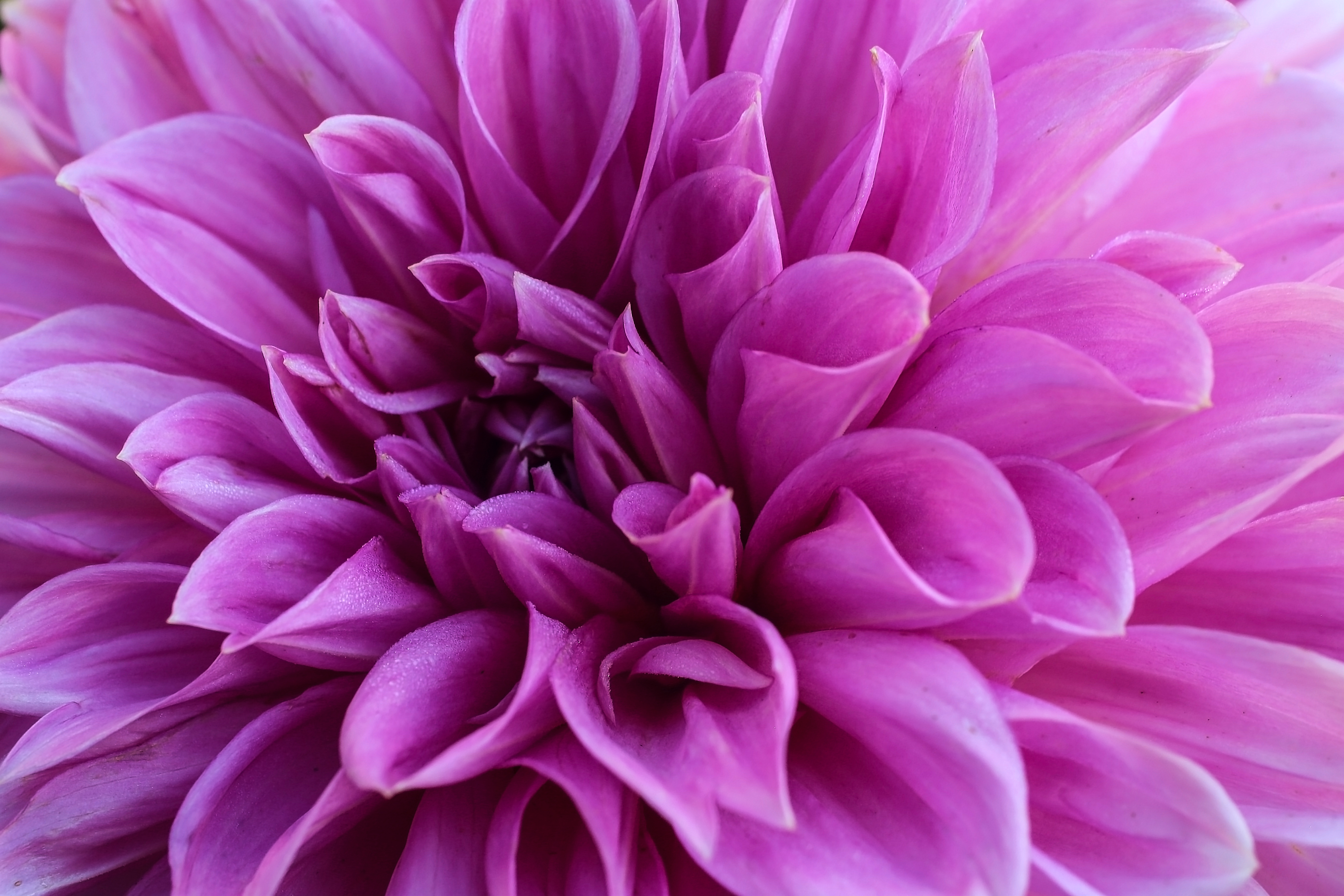 Laden Sie das Blühen, Lila, Dahlie, Dahlia, Blühenden, Blumen, Blume, Blütenblätter-Bild kostenlos auf Ihren PC-Desktop herunter