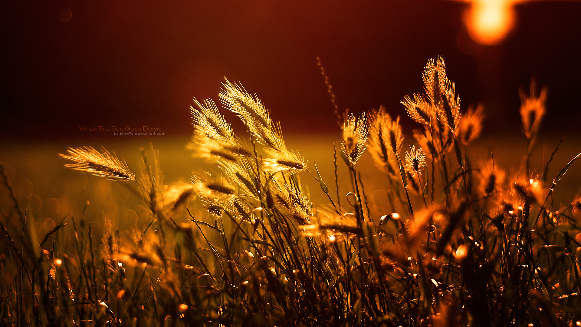 Пшеничное поле ночью