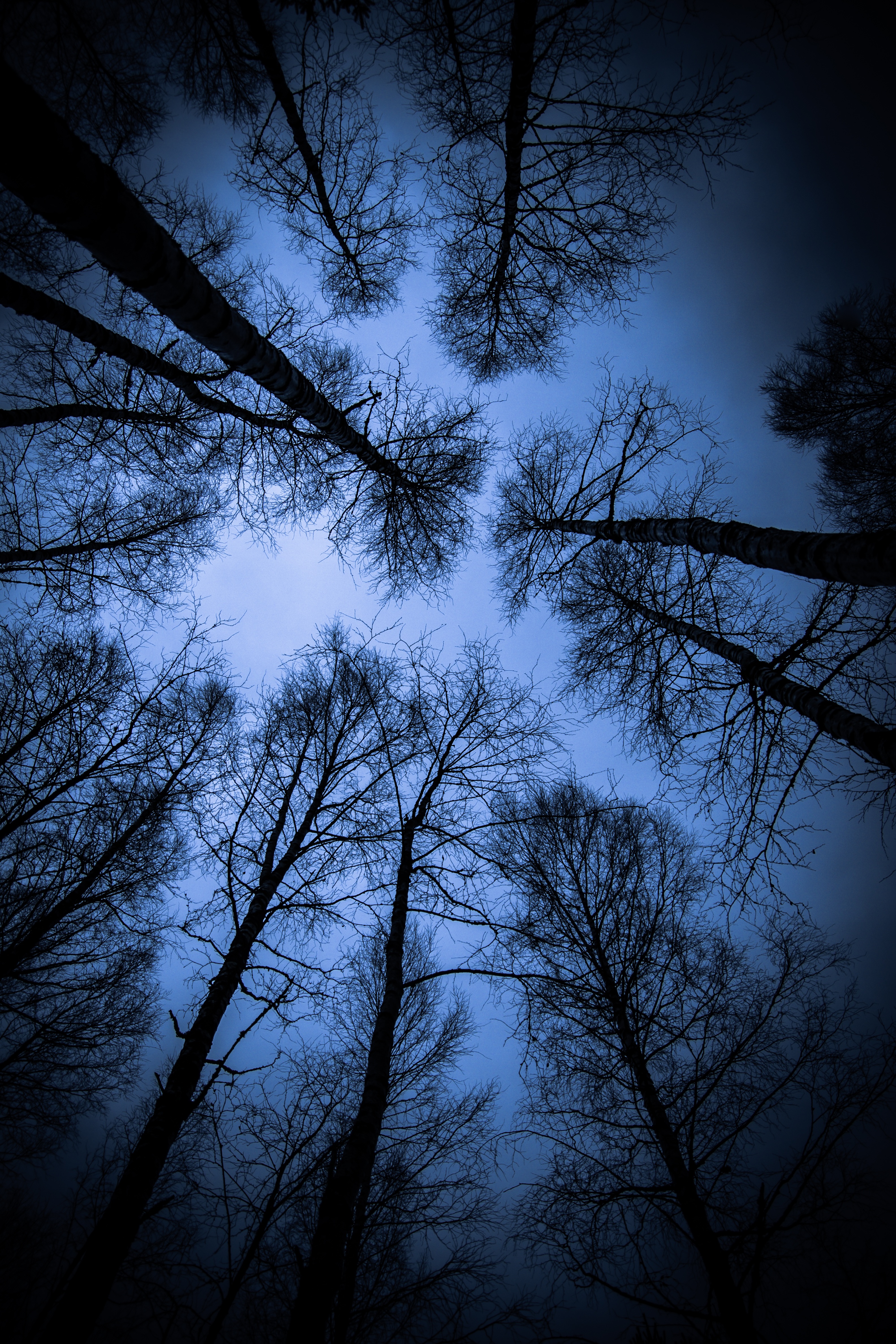 evening, trees, nature, branches, bottom view Smartphone Background