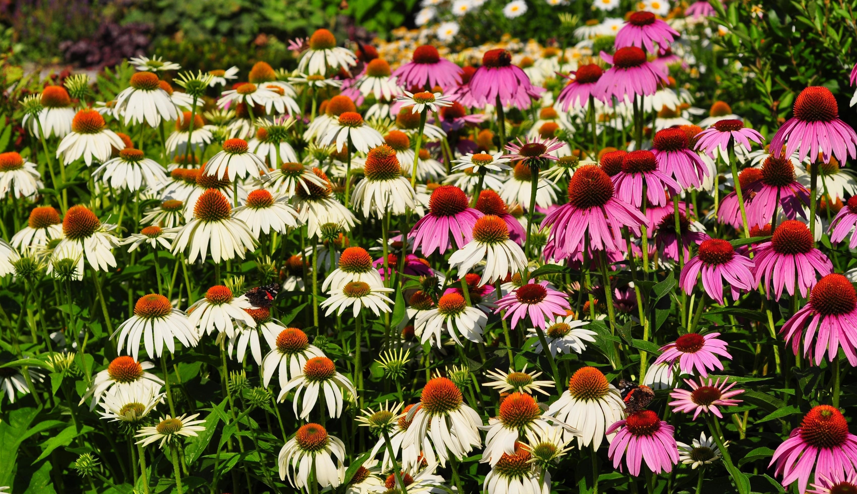 flowers, pink, white, flower bed, flowerbed, echinacea