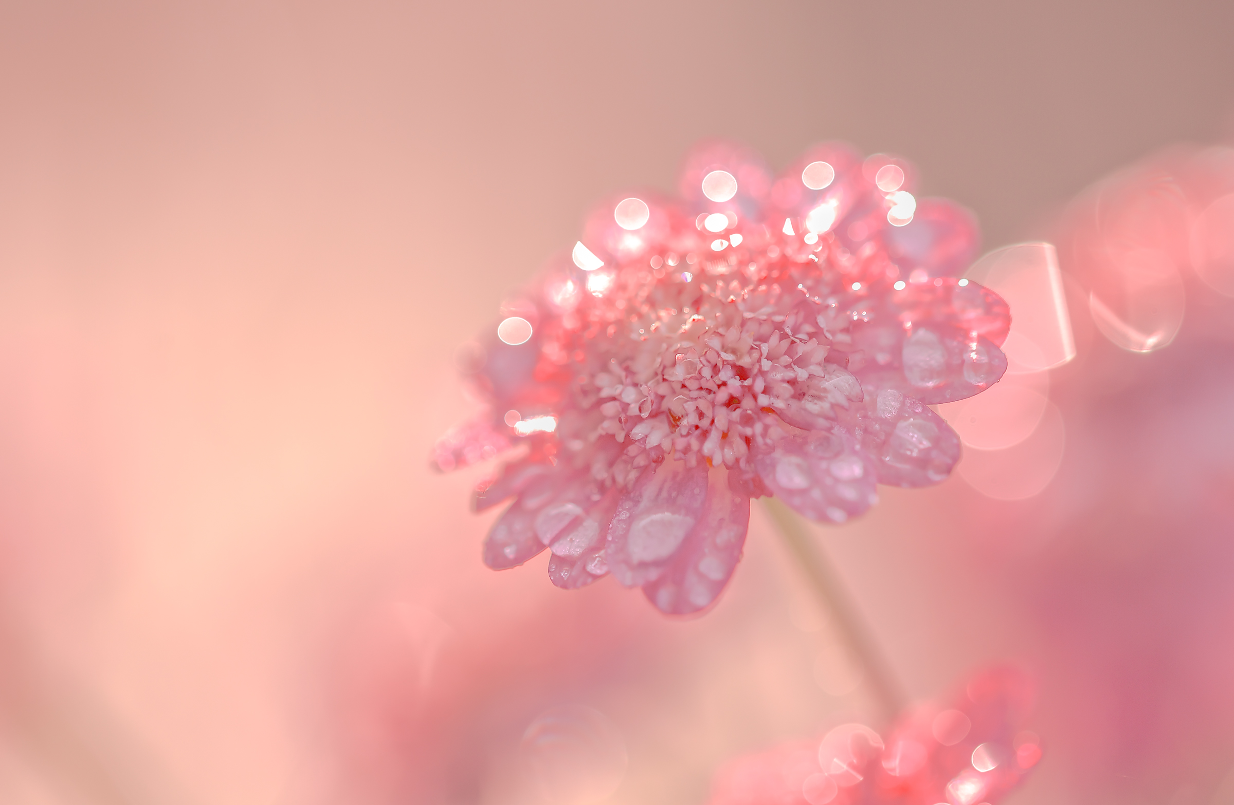 Download mobile wallpaper Nature, Flowers, Flower, Earth, Water Drop, Pink Flower for free.
