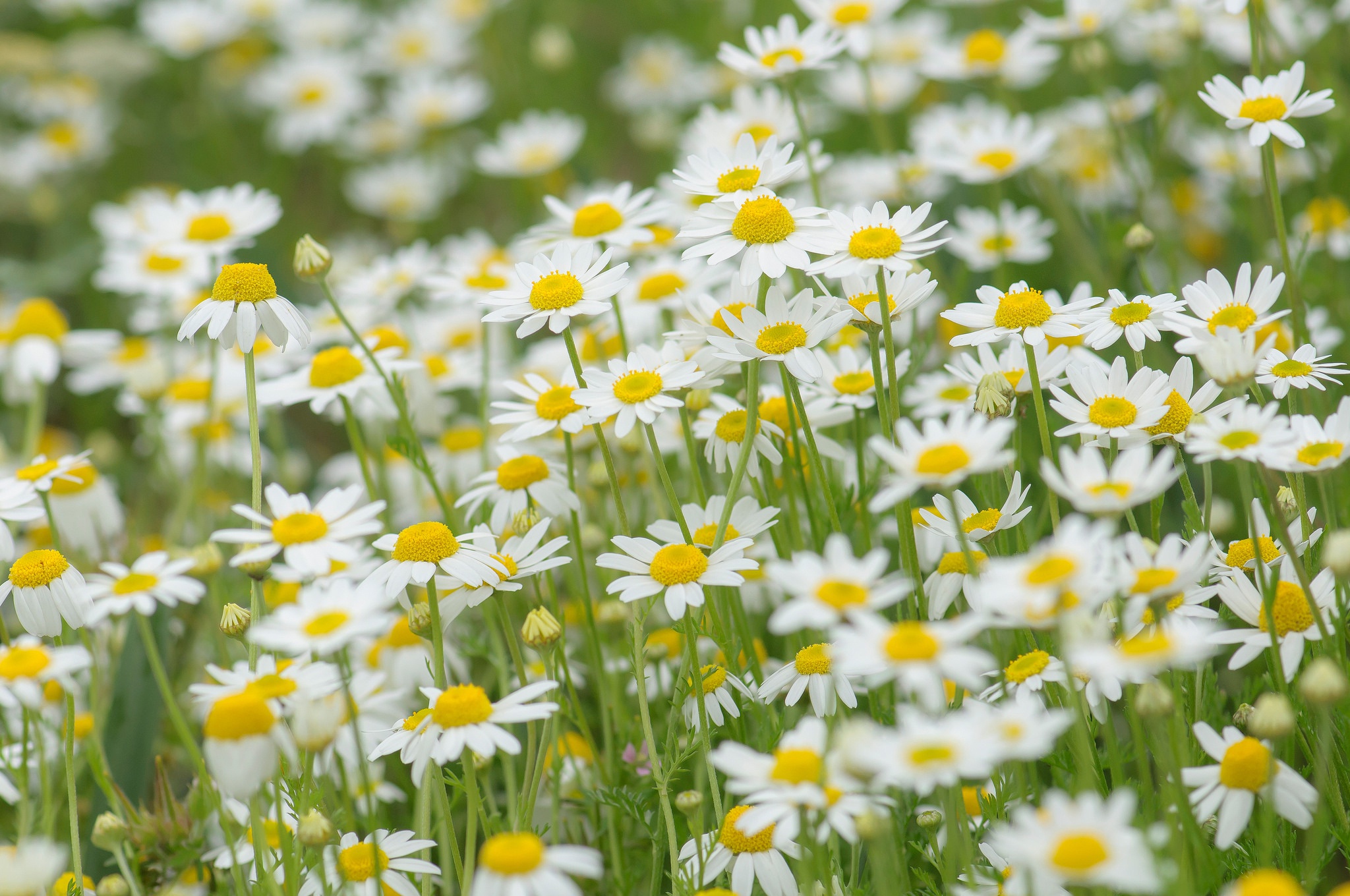 Download mobile wallpaper Nature, Summer, Flower, Close Up, Earth, Chamomile, White Flower for free.