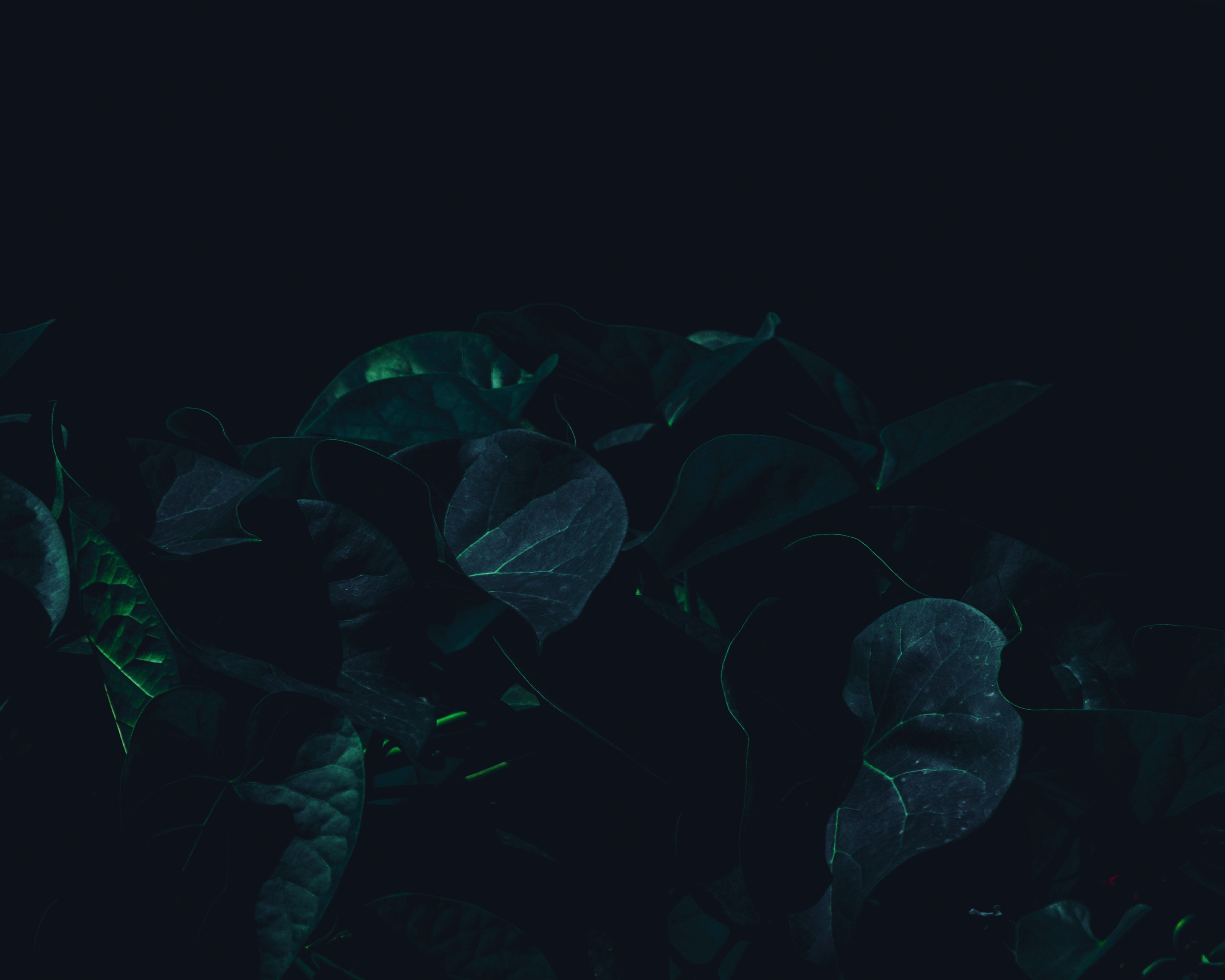 dark, leaves, green, plant, shadows High Definition image