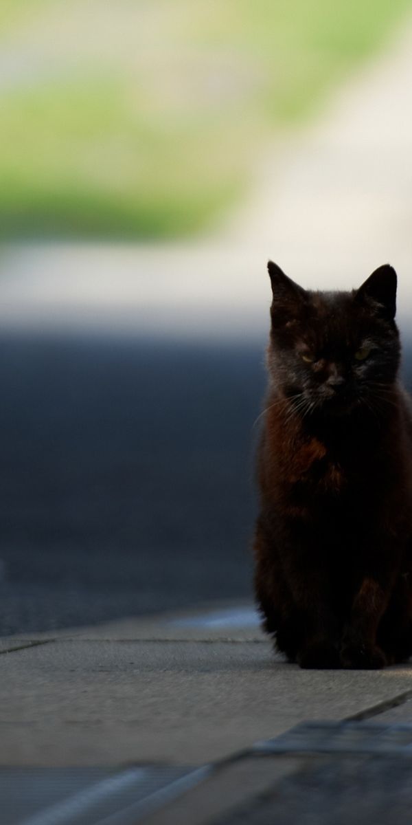 Дорога кота. Черная кошка. Кот на дороге. Черный котенок. Черная кошка на дороге.